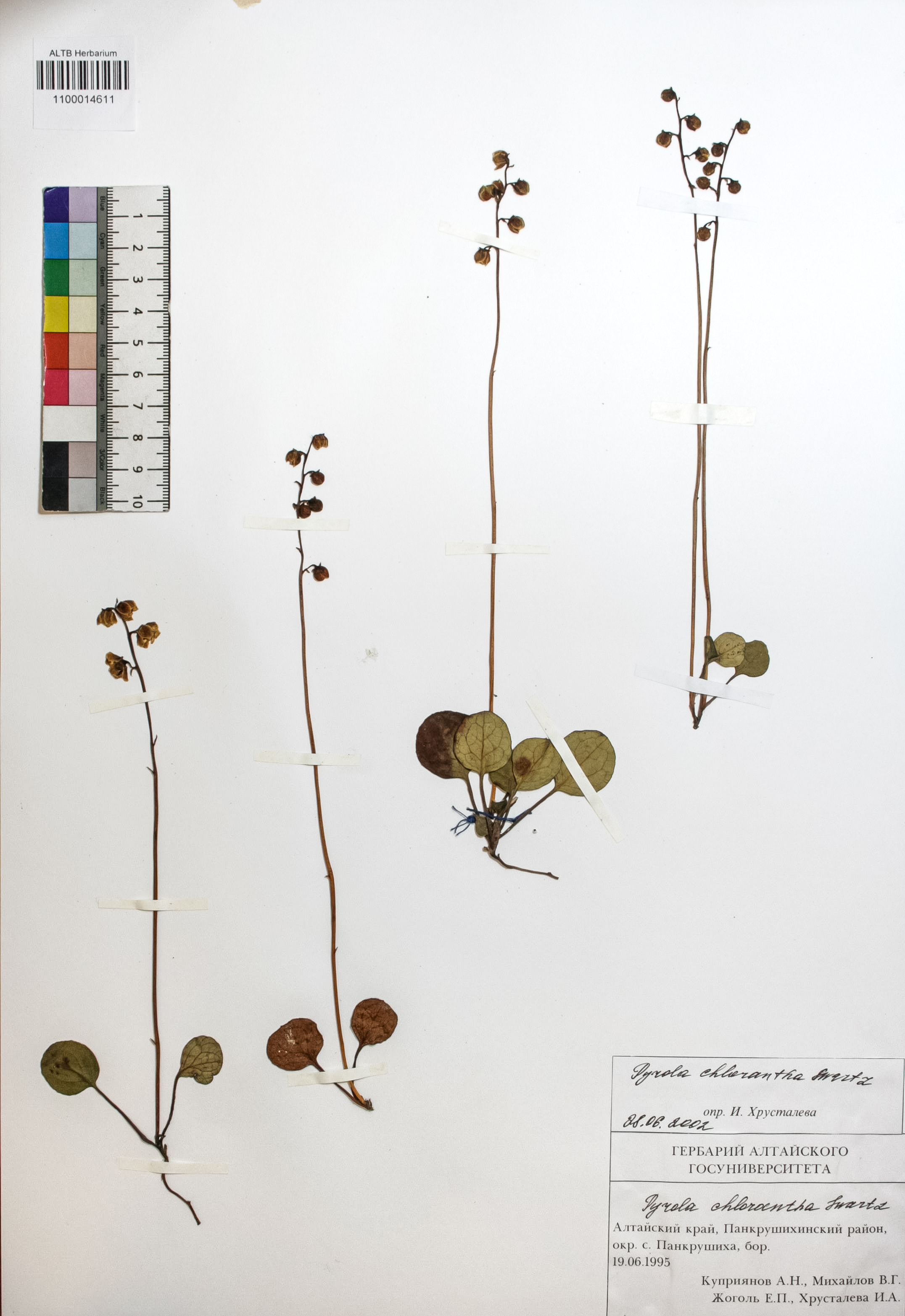 Pyrola chlorantha Swartz