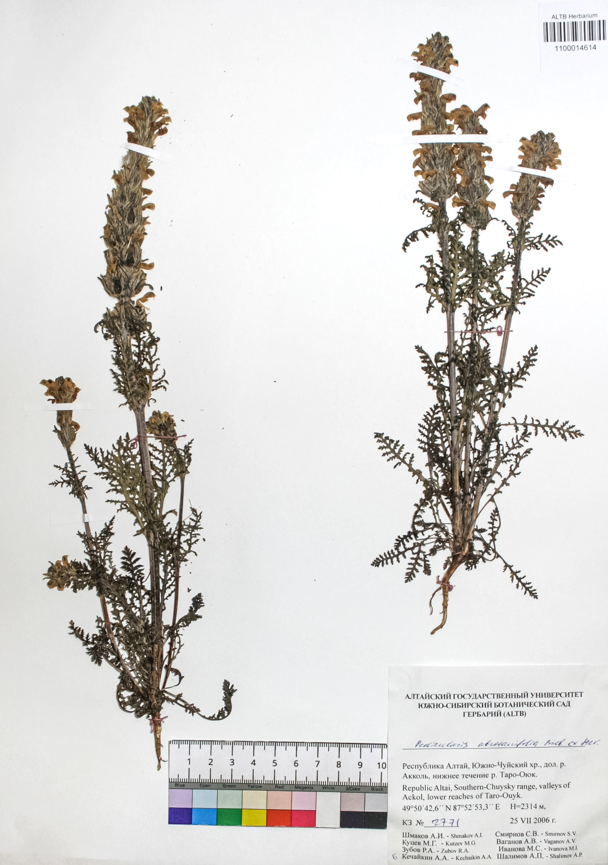 Pedicularis abrotanifolia Bieb. ex Steven