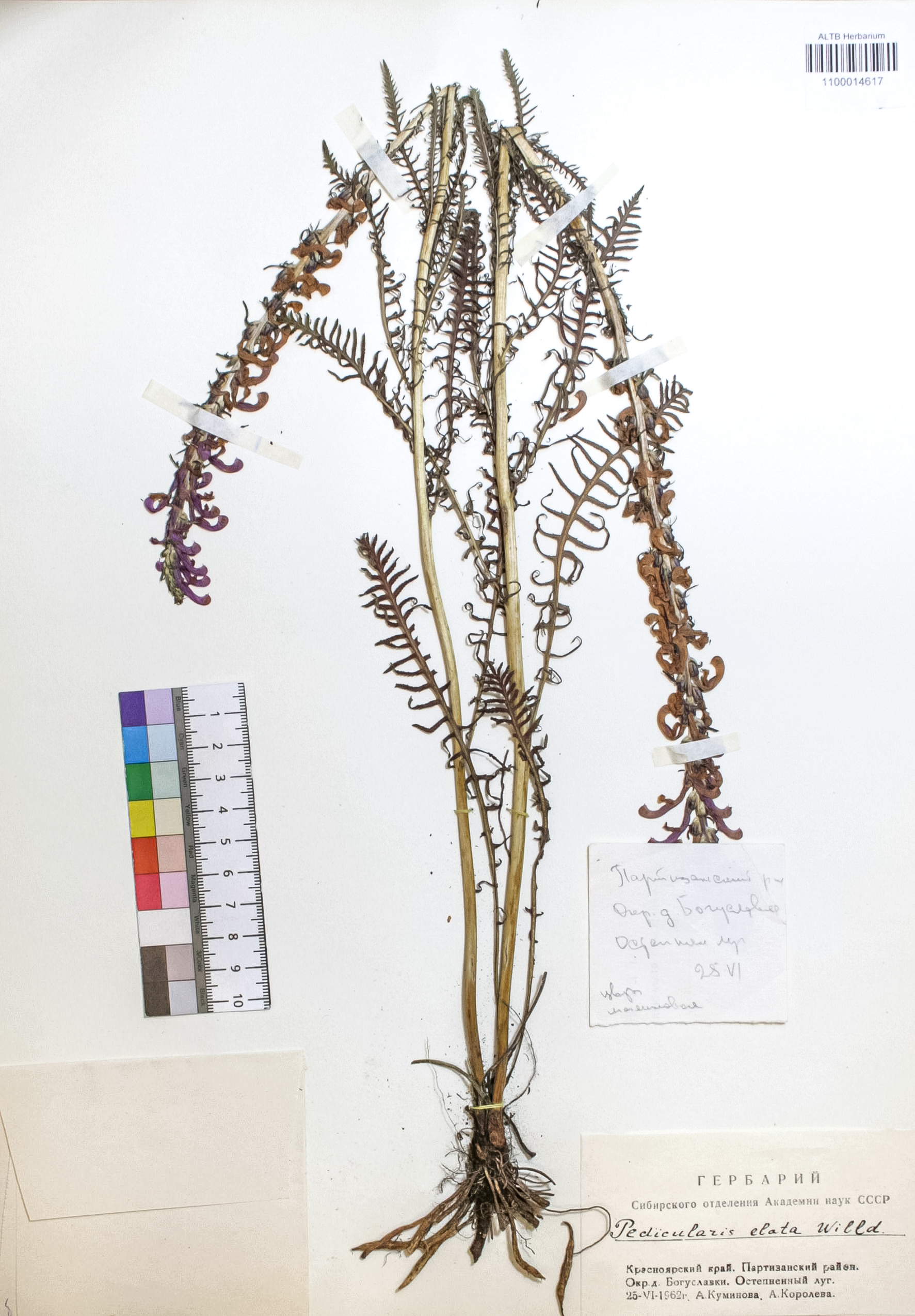 Pedicularis elata Willd