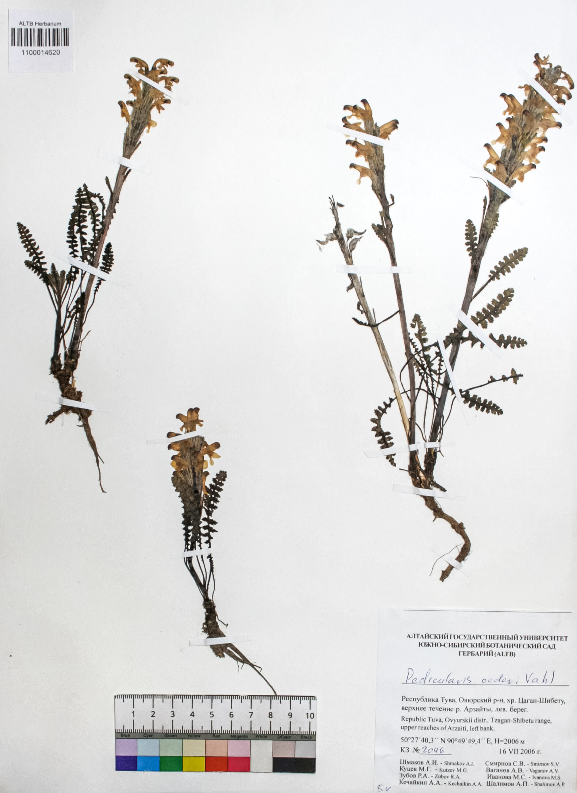 Silene graminifolia Otth.