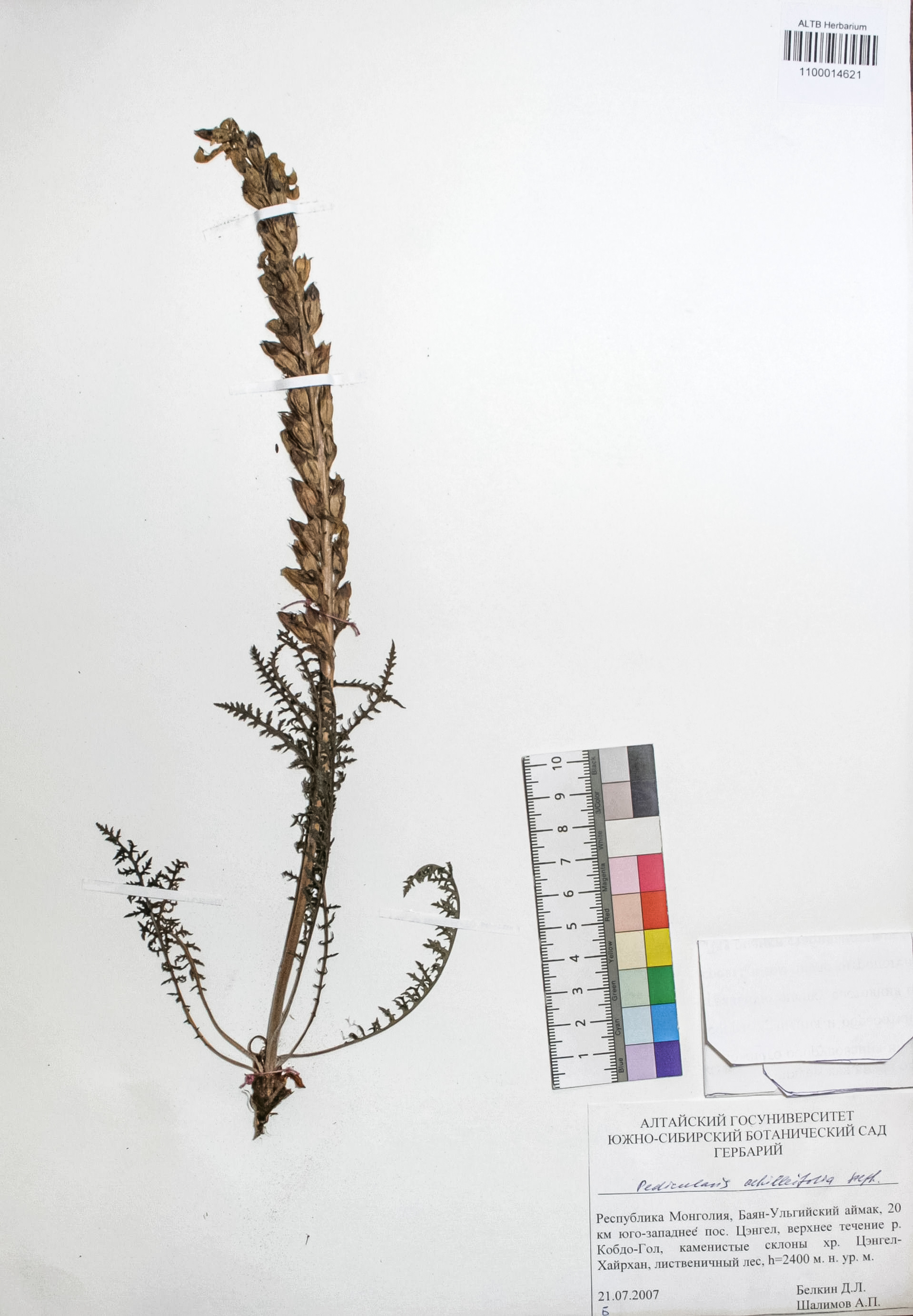 Pedicularis achilleifolia Steph ex. Willd