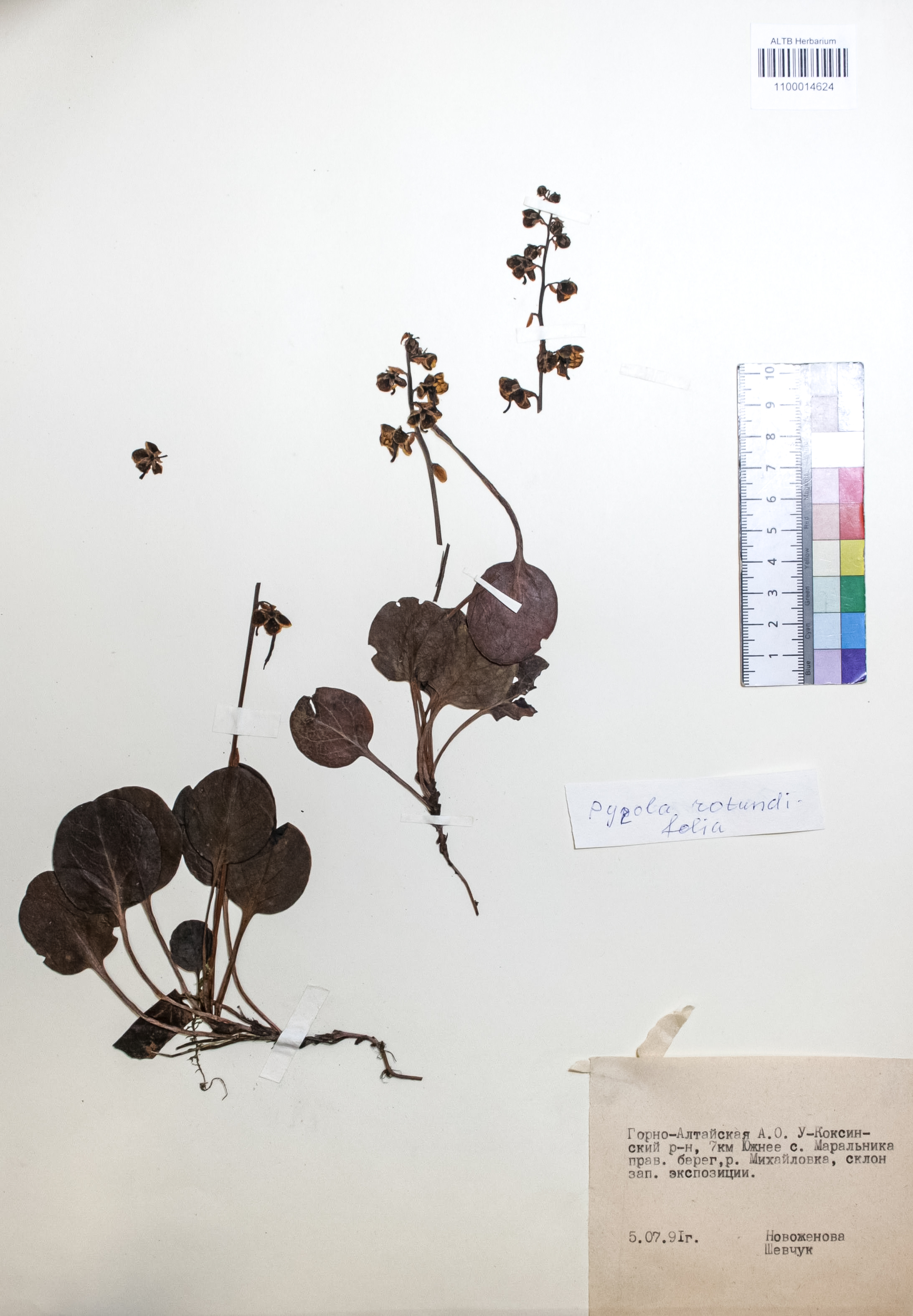 Pyrola rotundifolia L.