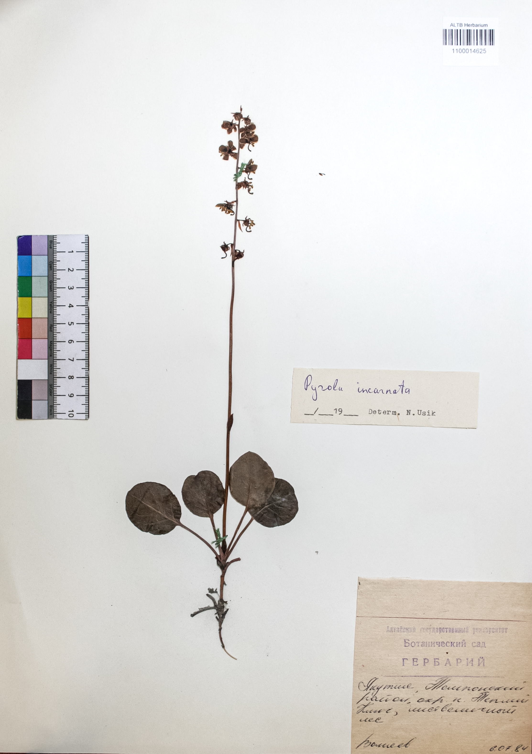 Pyrola incarnata (DC.) Freyn 