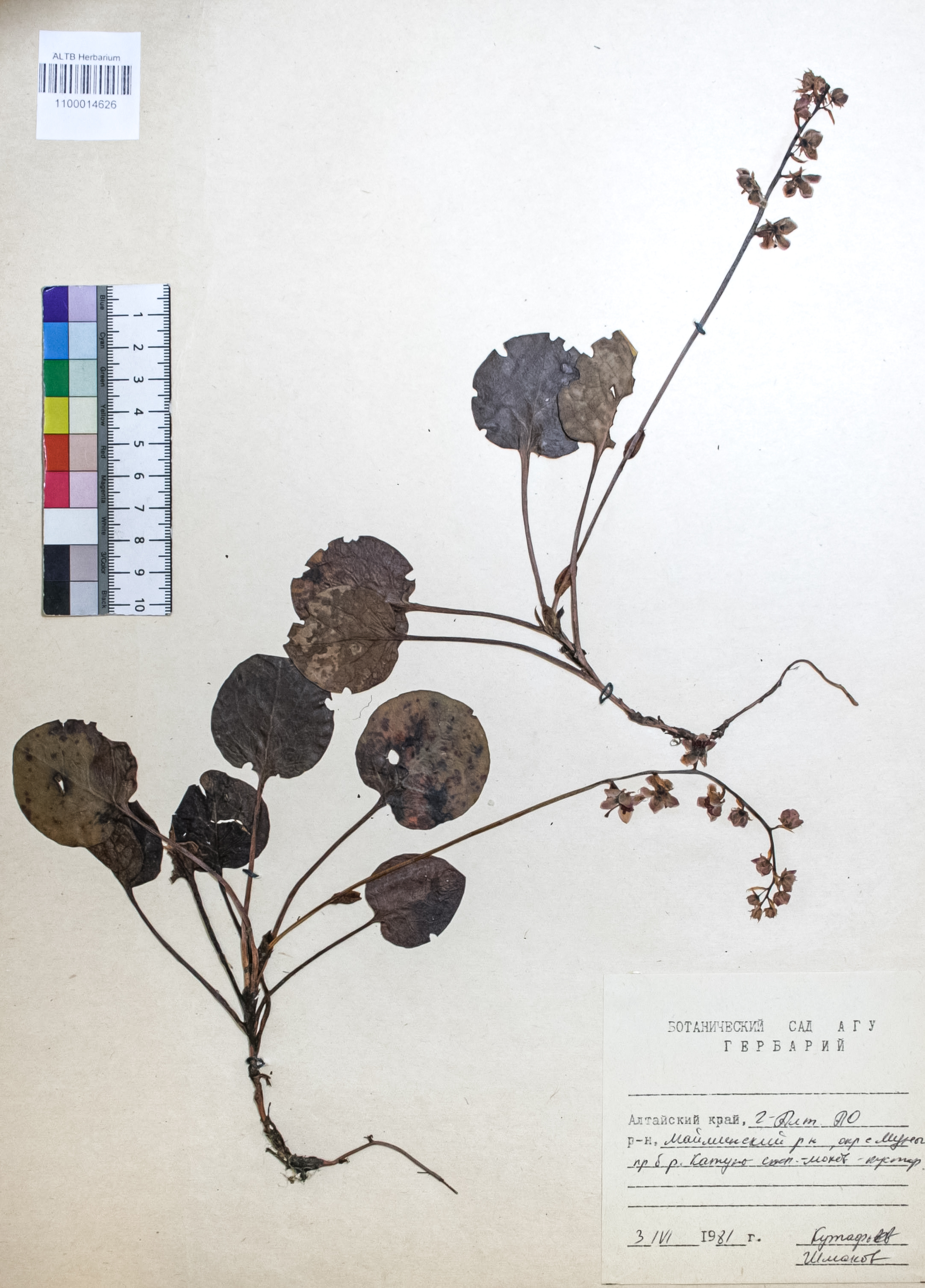 Pyrola rotundifolia L.