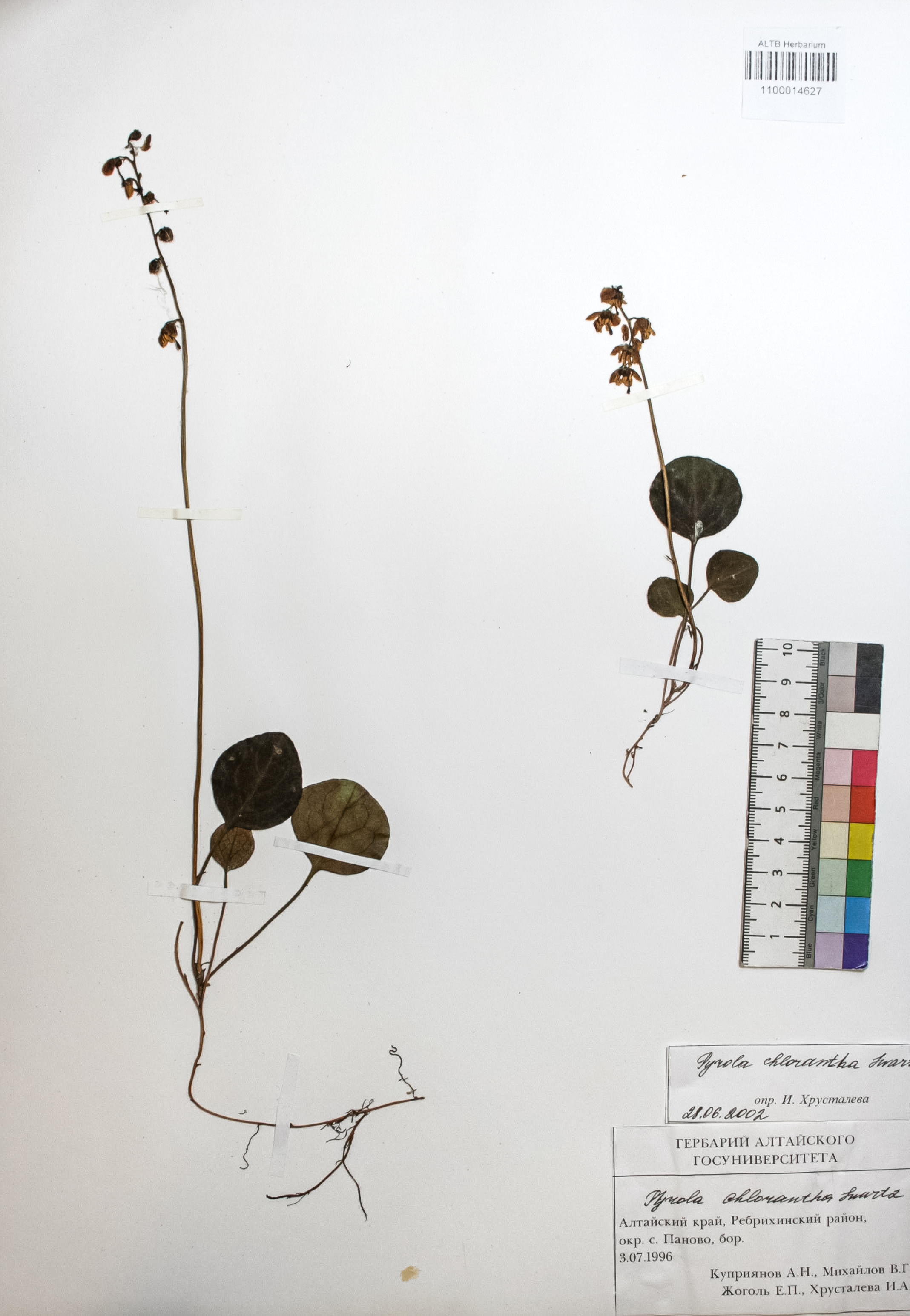 Pyrola chlorantha Swartz