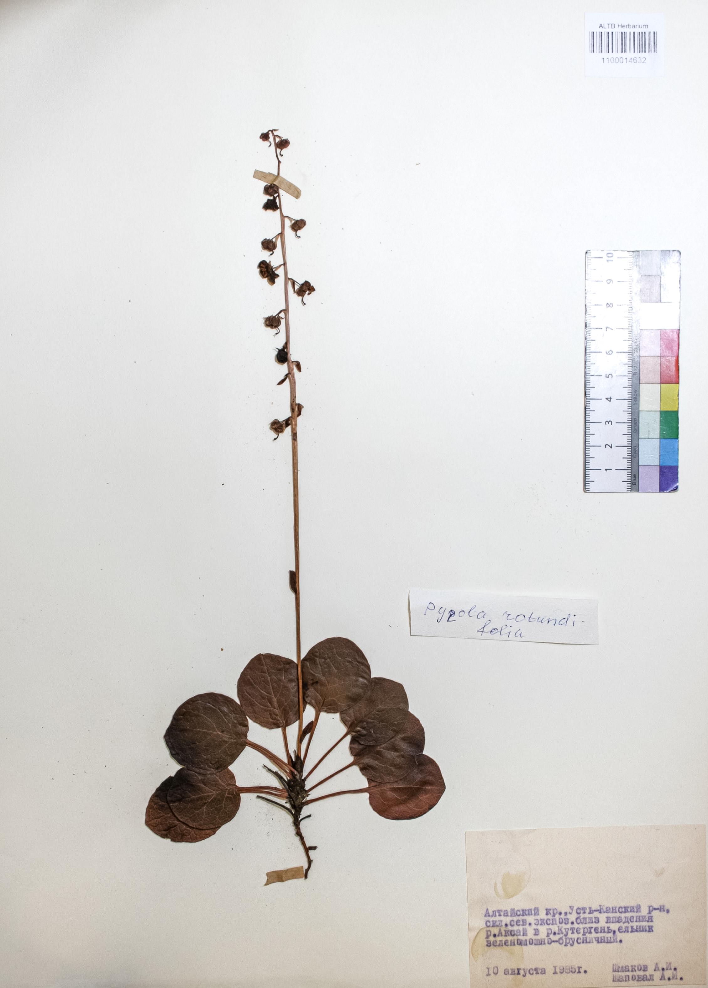 Pyrola rotundifolia L.