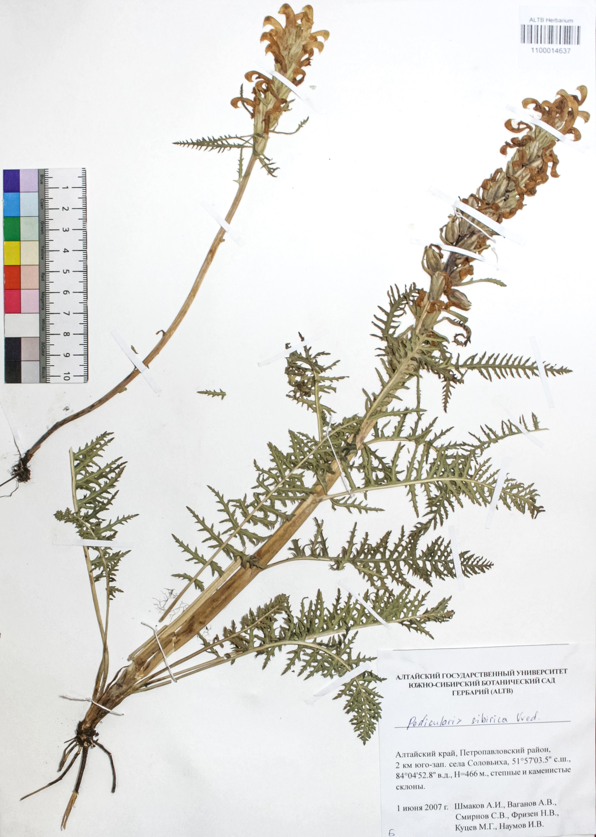 Pedicularis sibirica Vved.