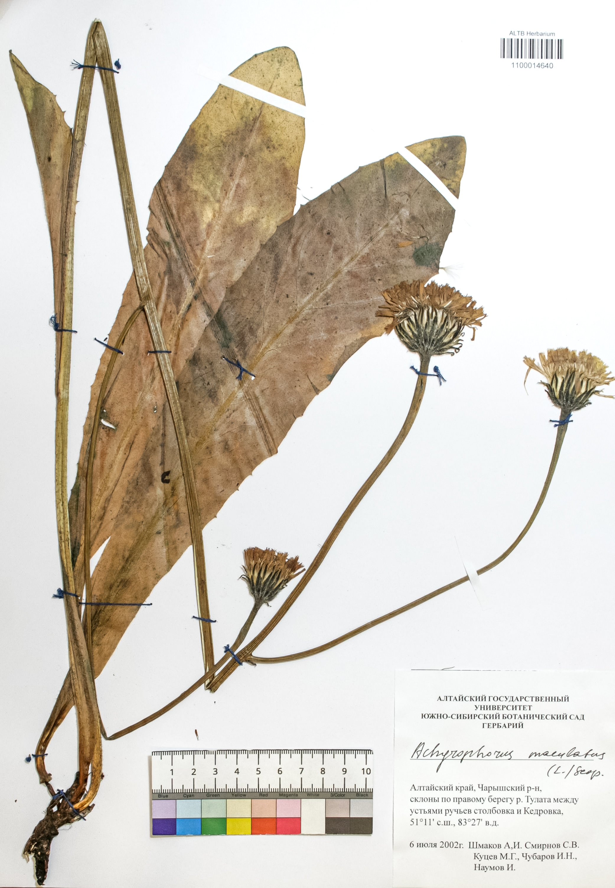 Achyrophorus maculatus (L.) Scop.