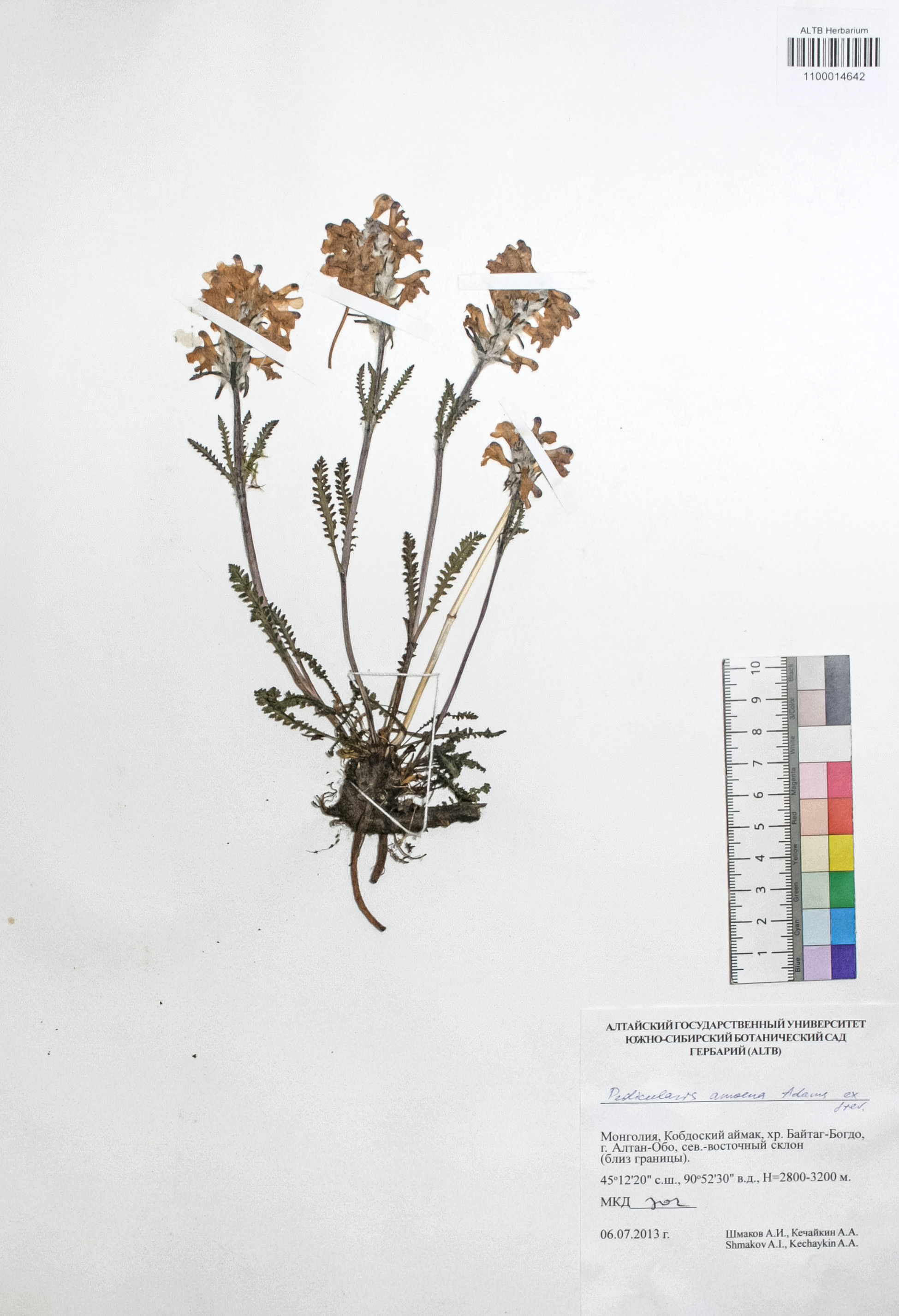 Pedicularis amoena Adams ex Steven