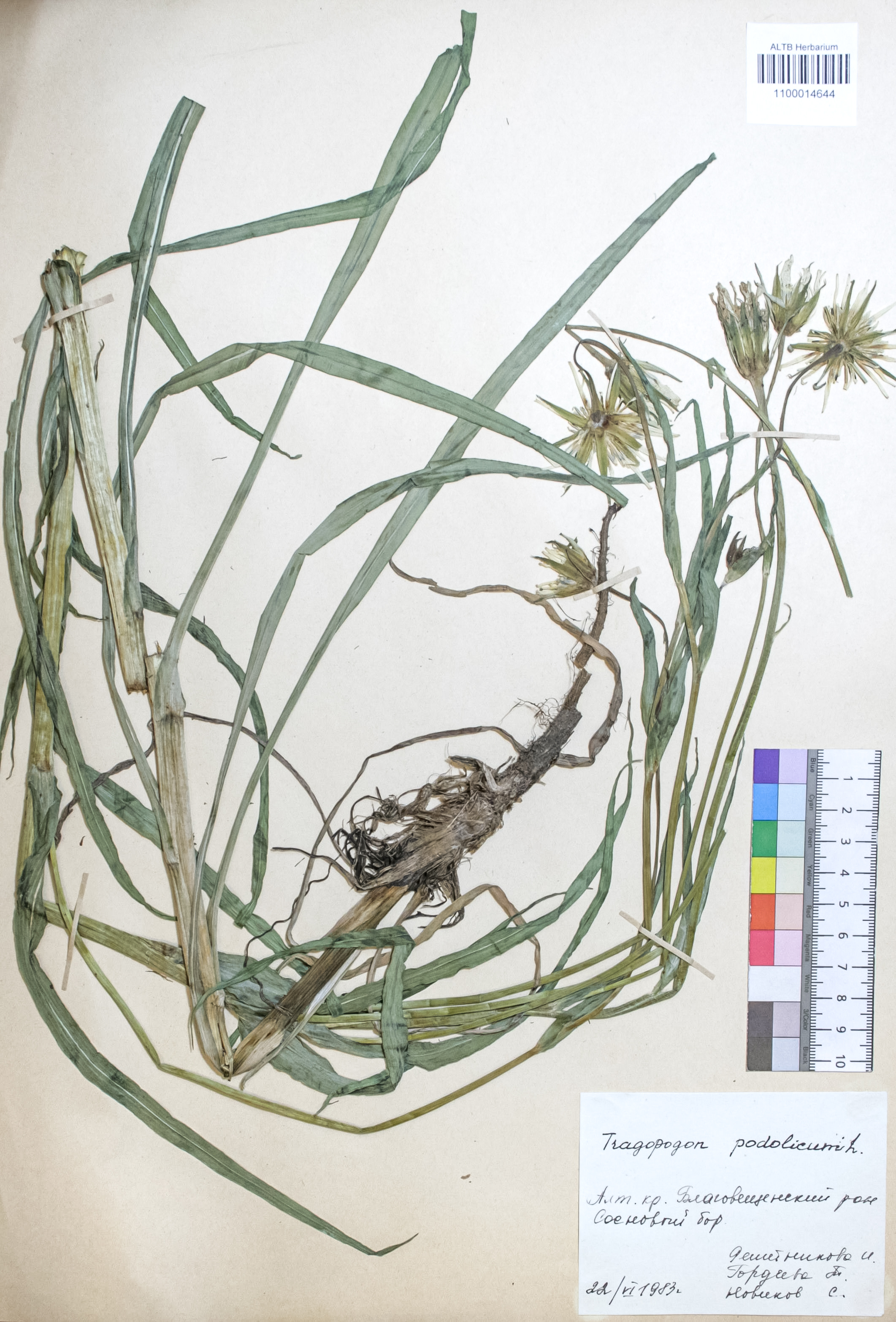 Tragopogon podolicus (DC.) S.A.Nikitin