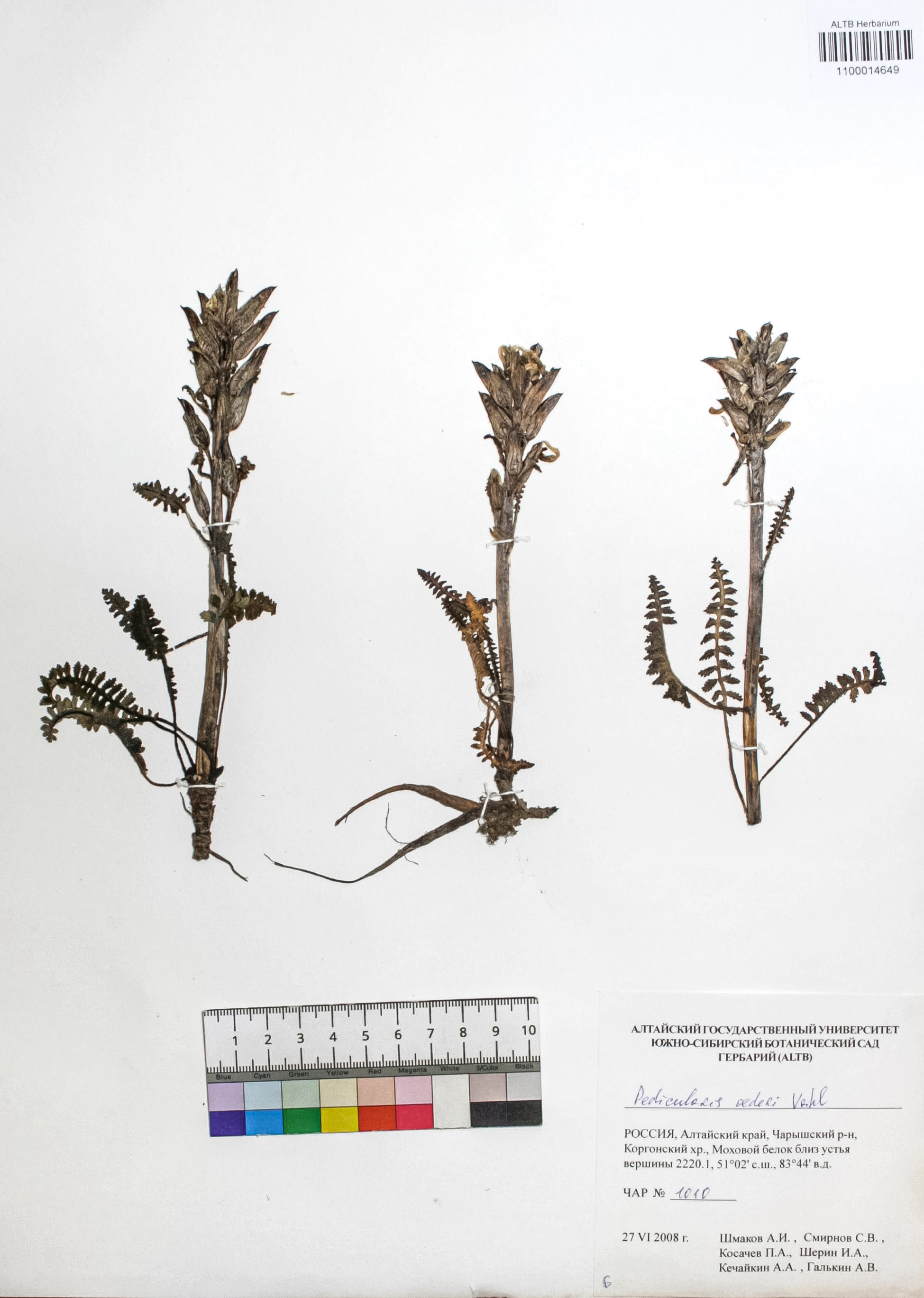 Silene graminifolia Otth.