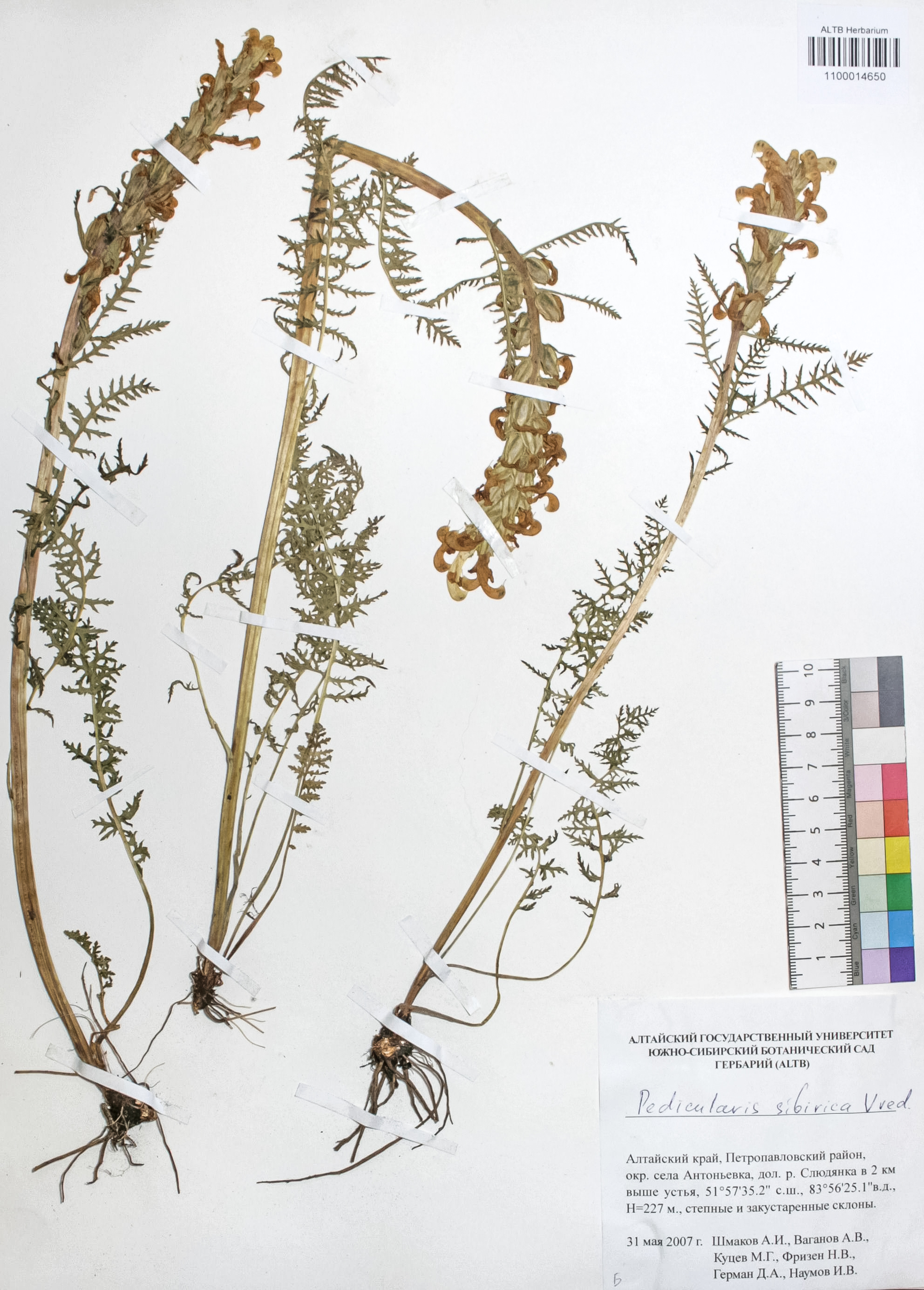 Pedicularis sibirica Vved.