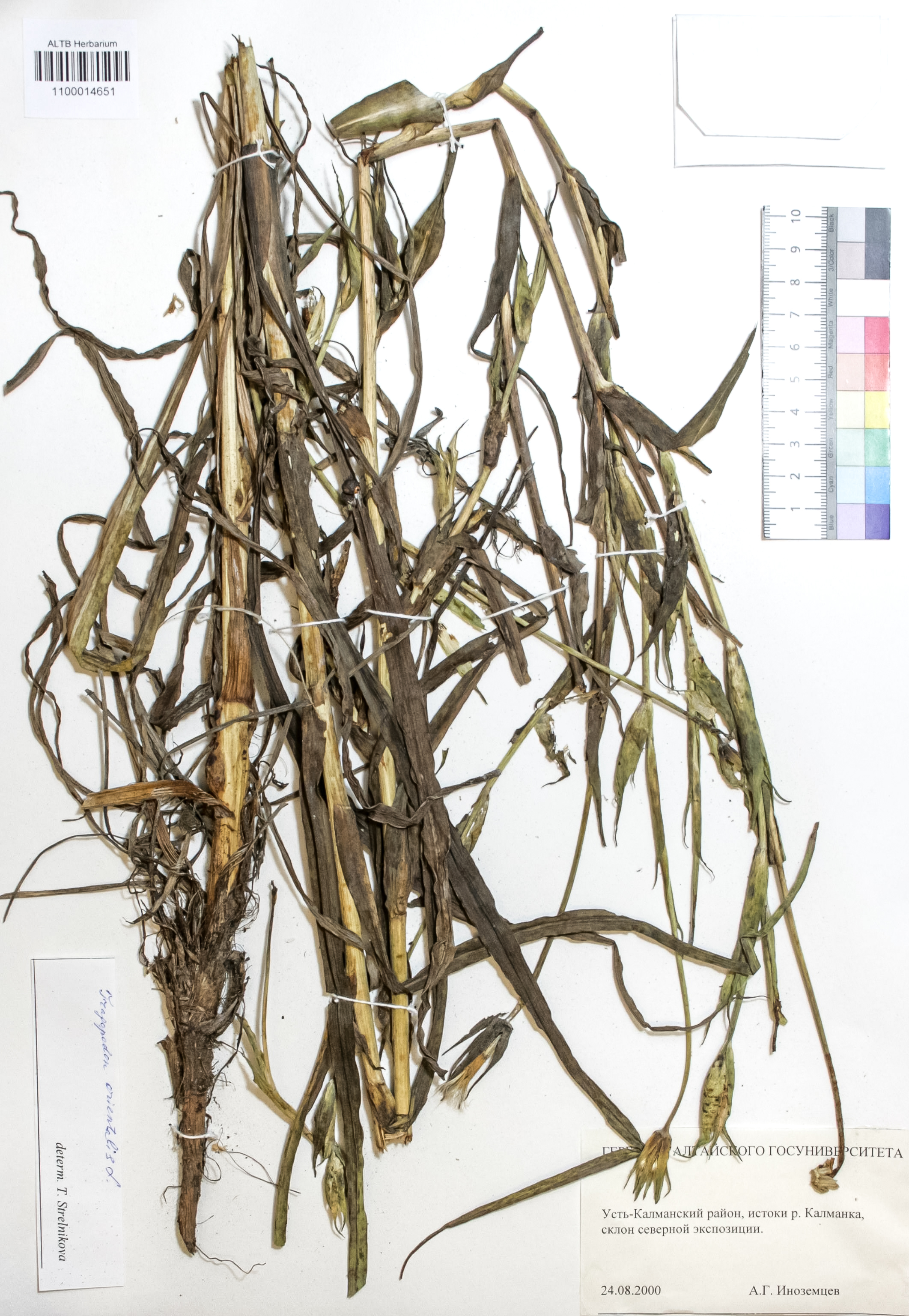 Tragopogon orientalis L.