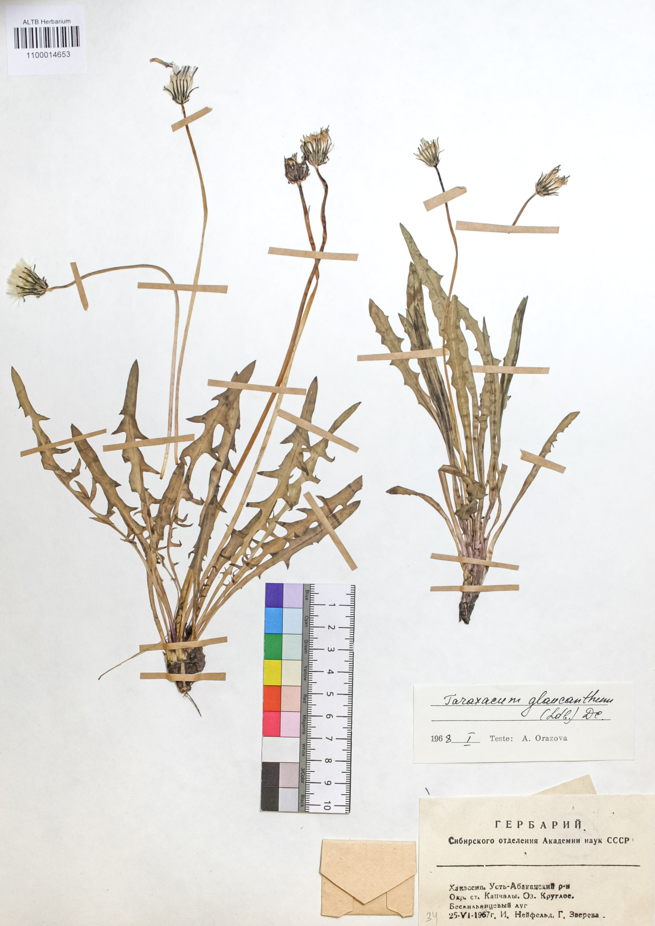 Taraxacum glaucanthum (Ledeb.) DC.