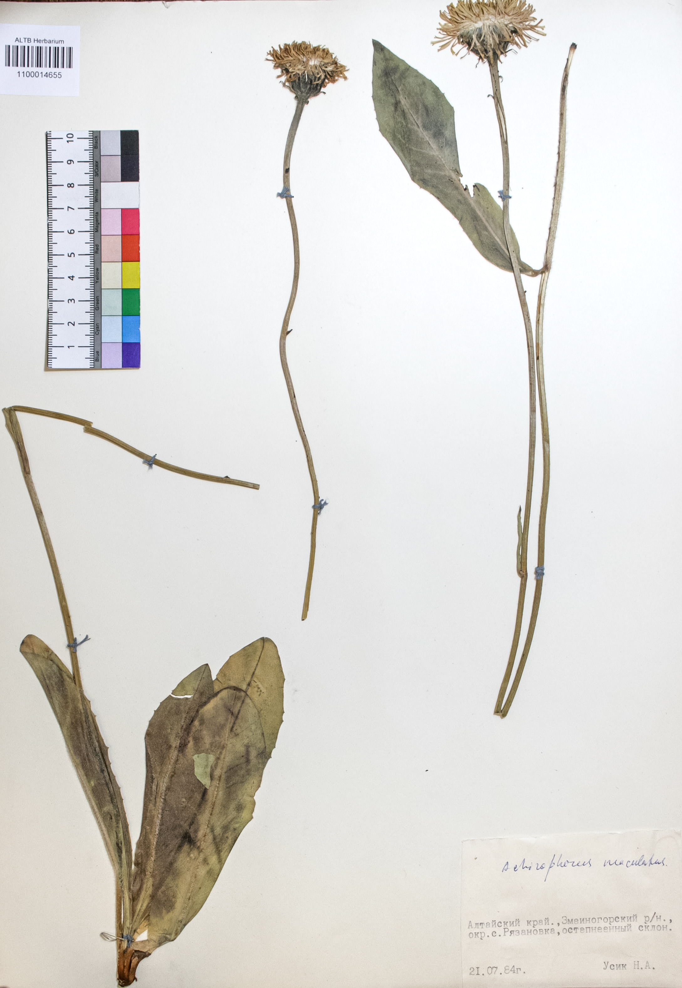 Achyrophorus maculatus (L.) Scop.