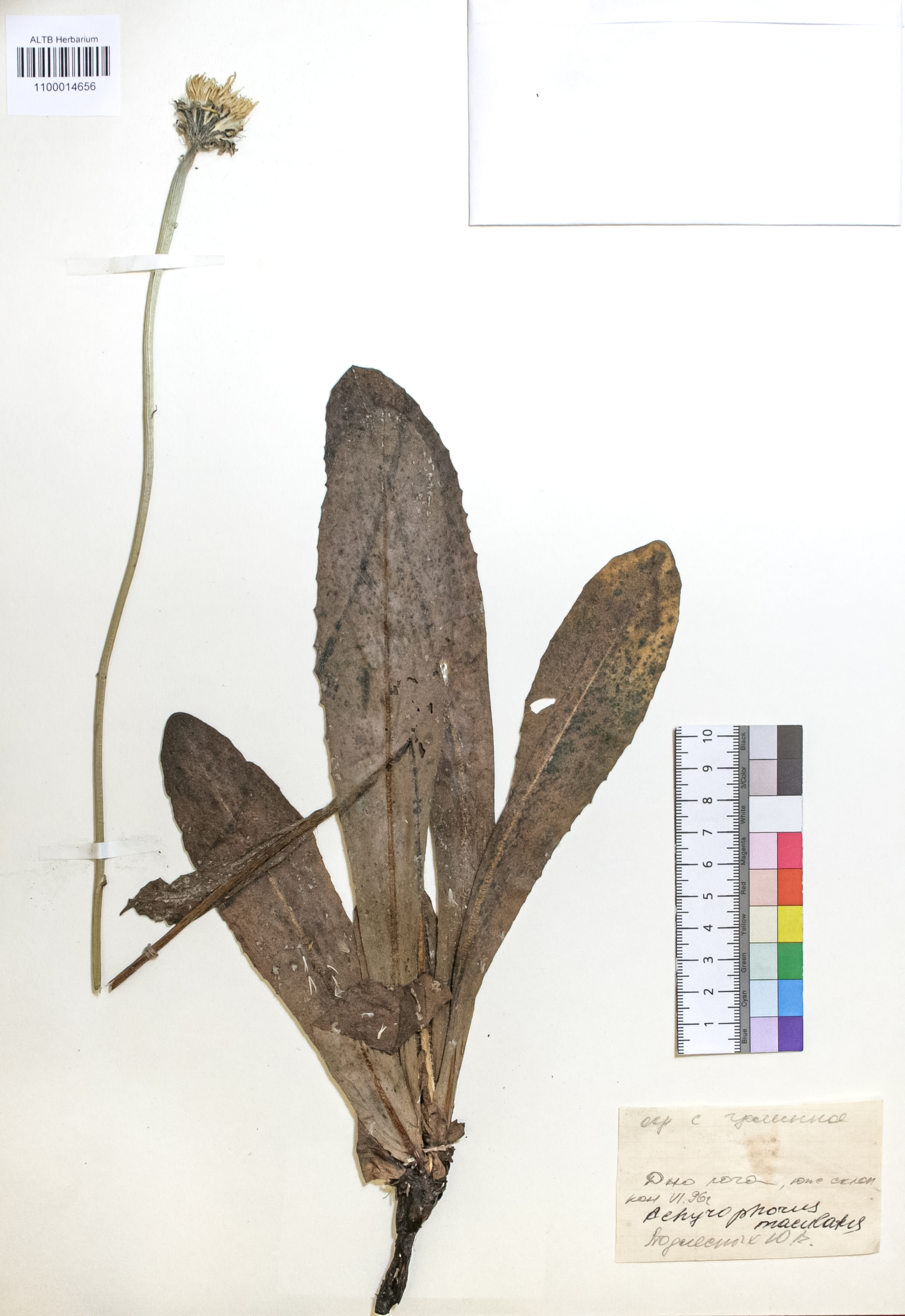 Achyrophorus maculatus (L.) Scop.