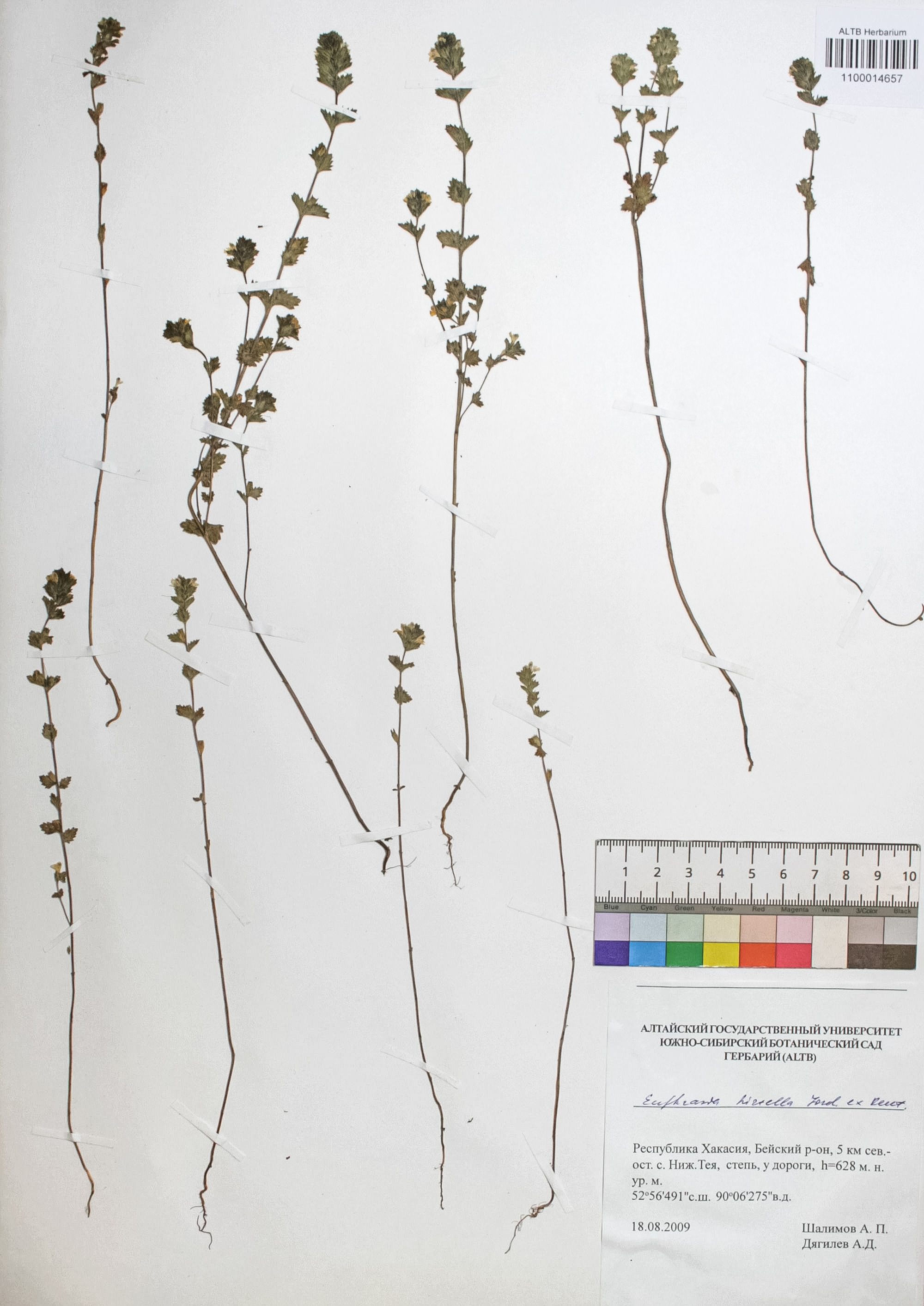 Euphrasia hirtella Jord. ex Reut.