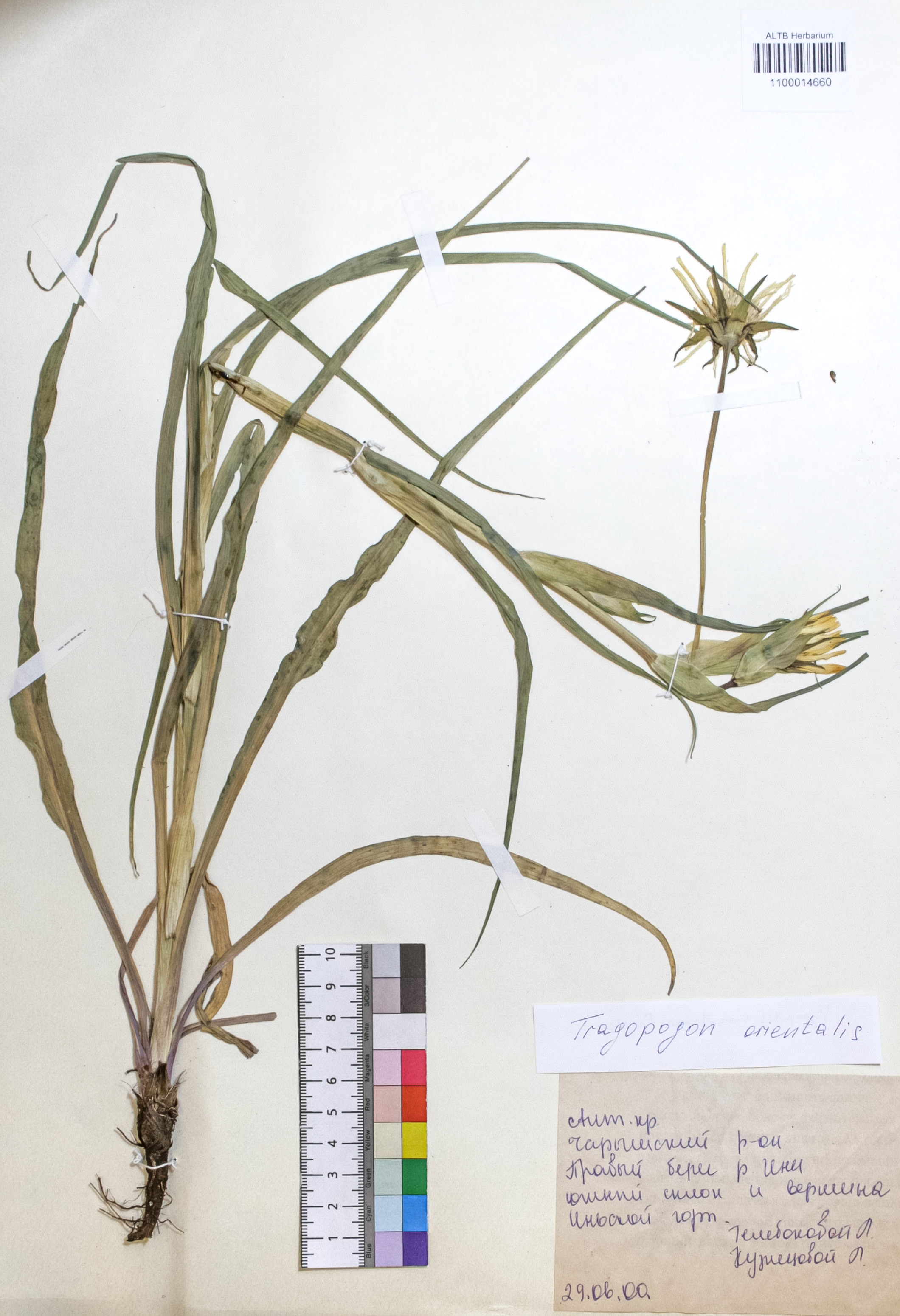 Tragopogon orientalis L.