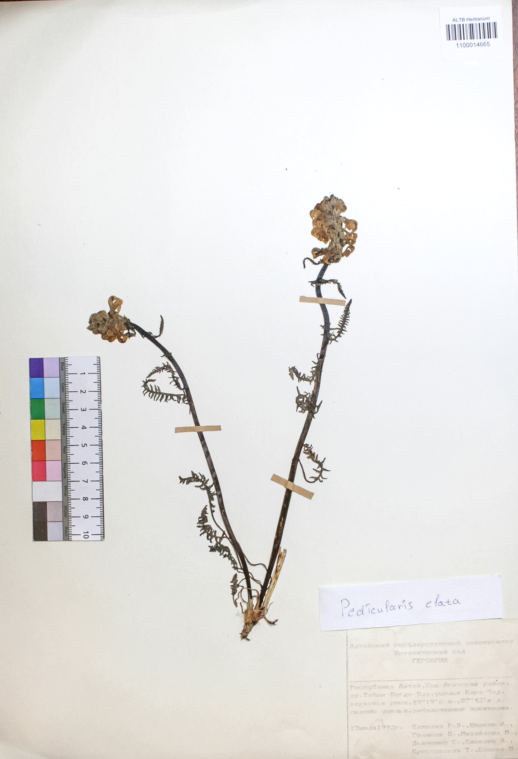 Pedicularis elata Willd