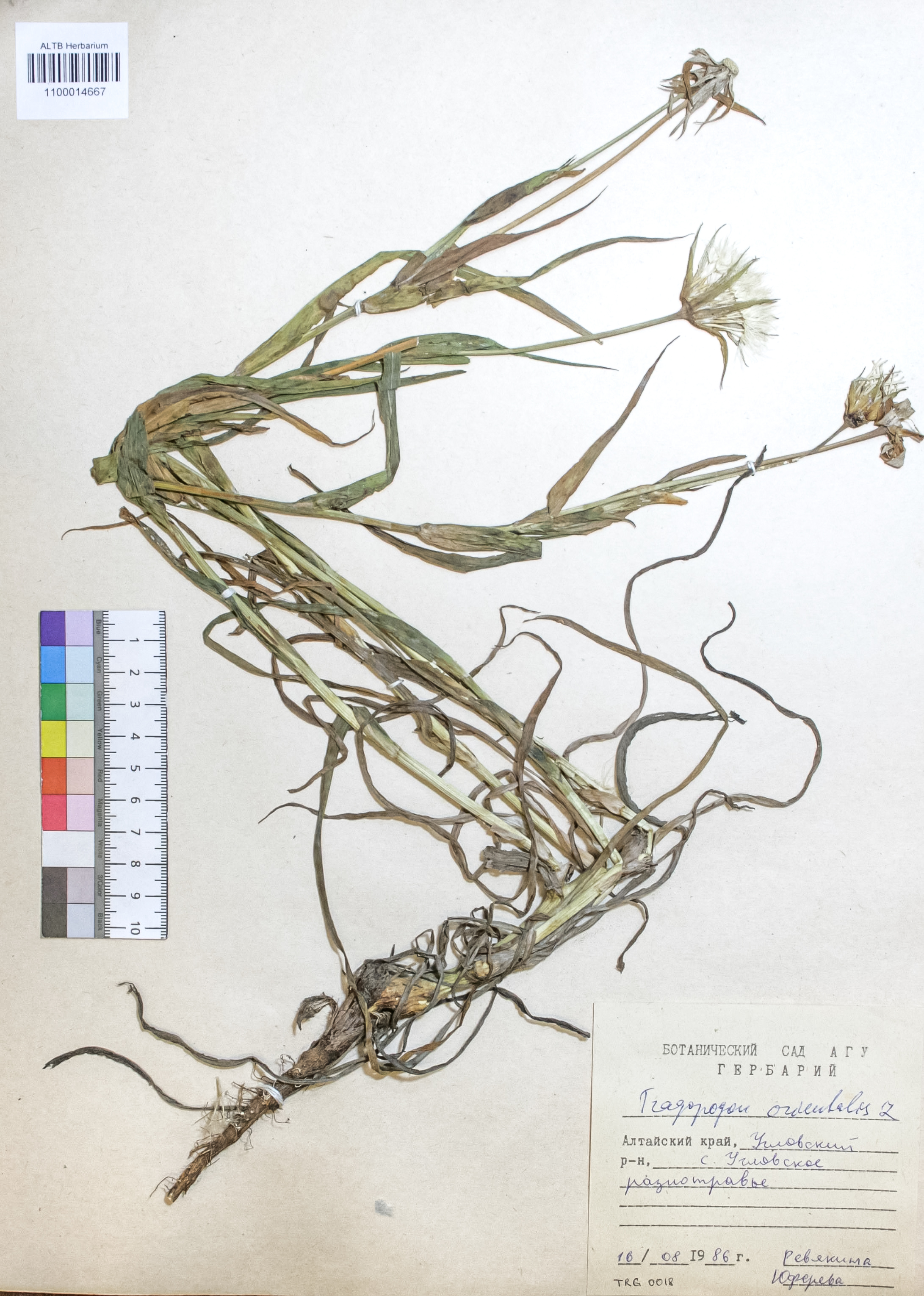 Tragopogon orientalis L.