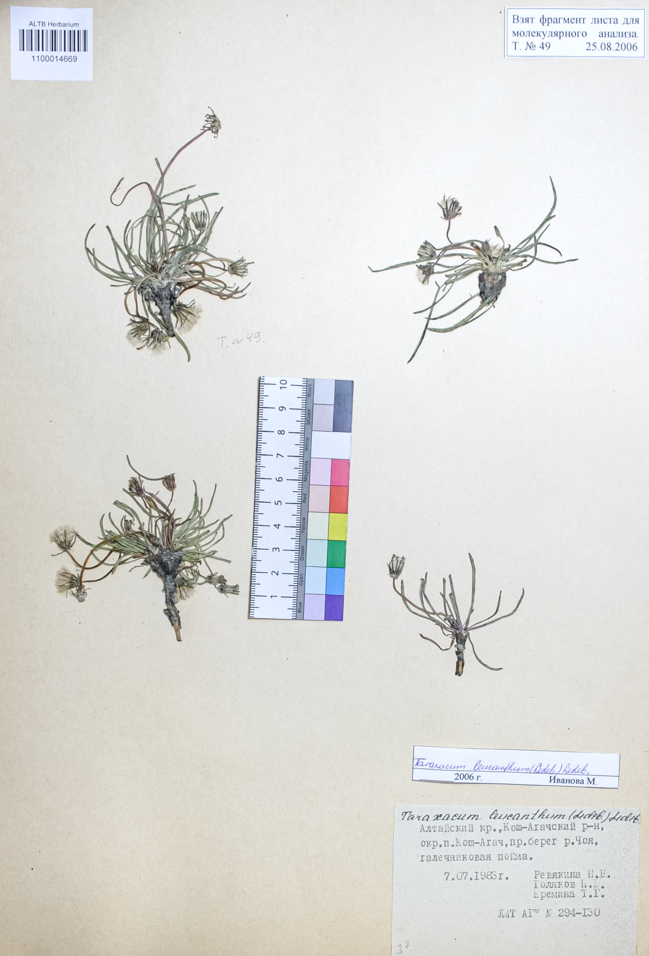 Taraxacum leucanthum (Ledeb.) Ledeb.