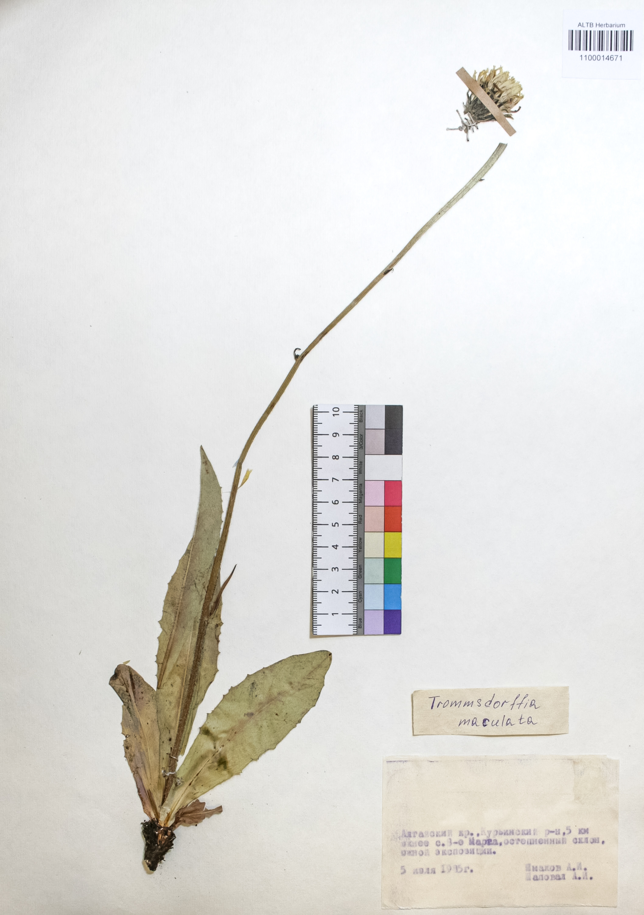 Trommsdorffia maculata (L.) Bernh.