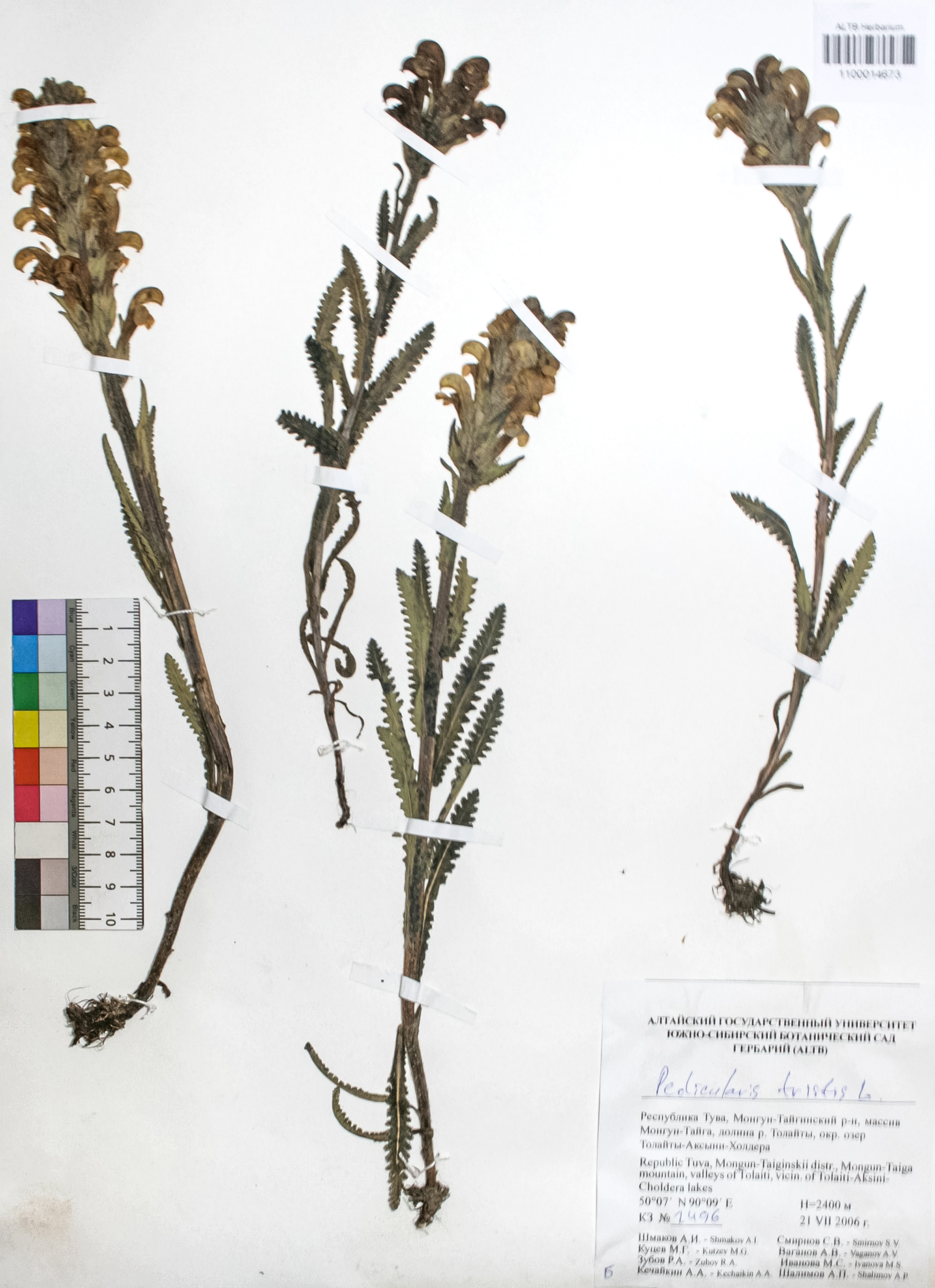 Pedicularis tristis L.