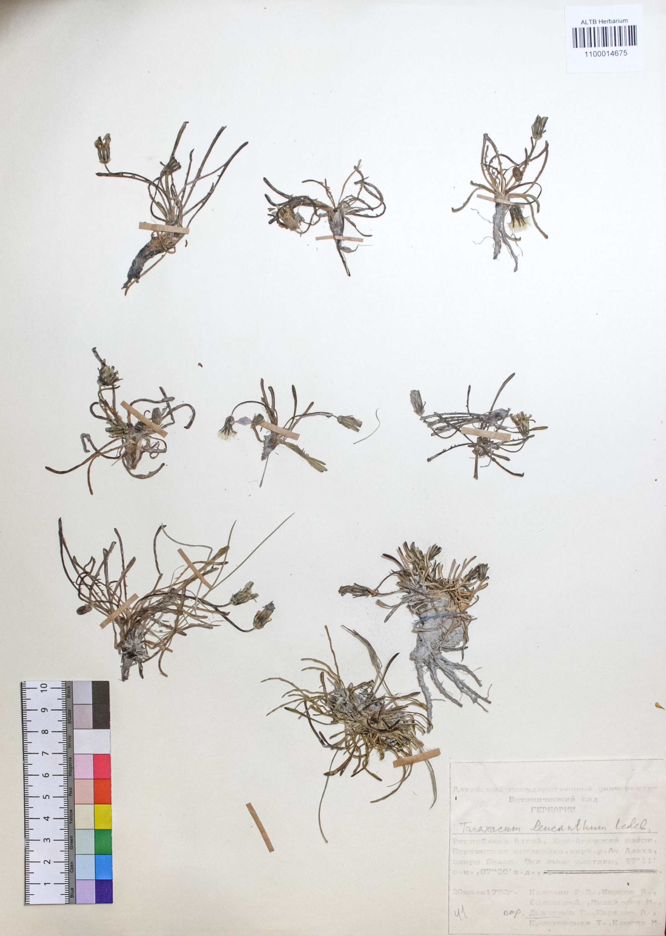 Taraxacum leucanthum (Ledeb.) Ledeb.