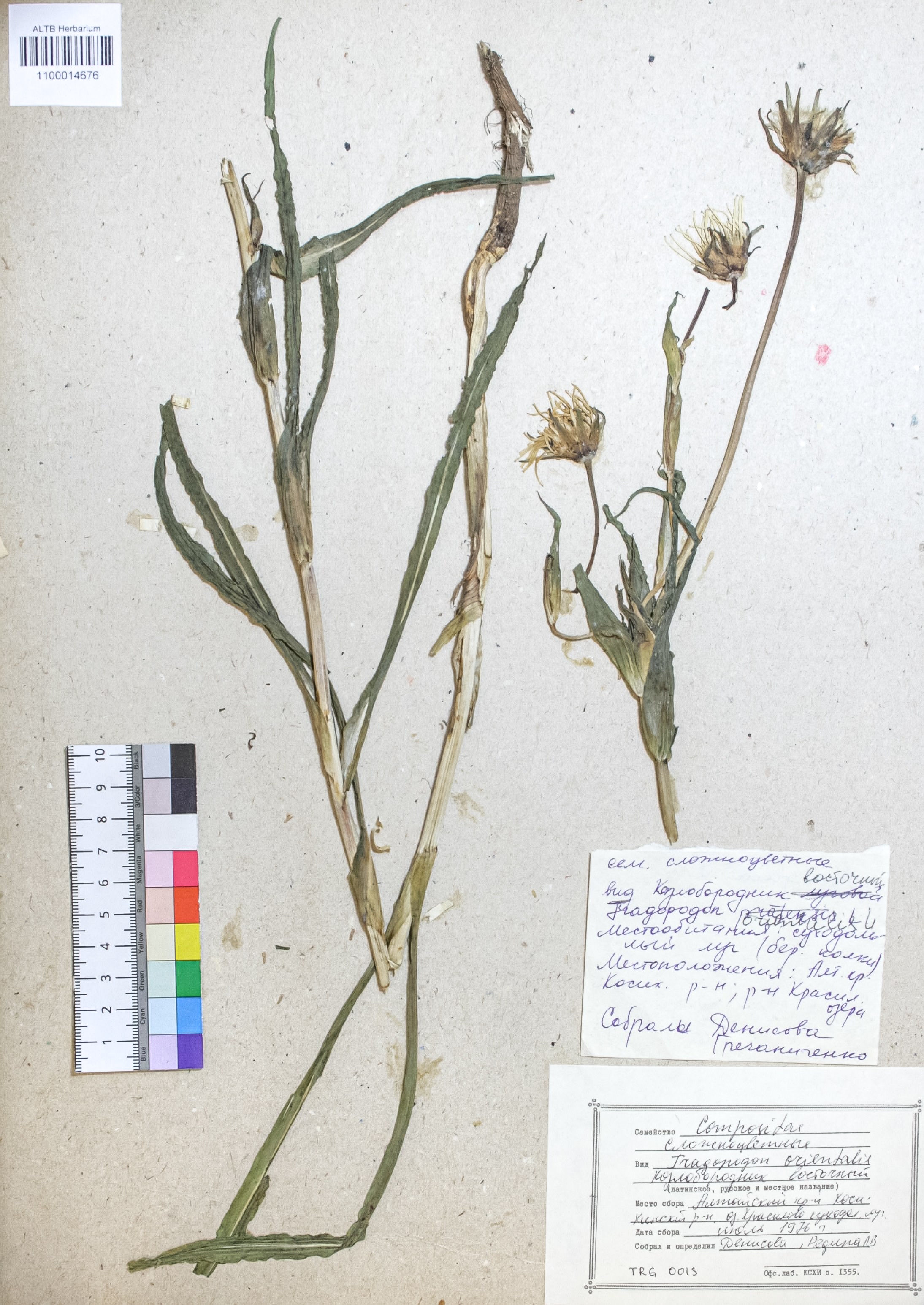 Tragopogon orientalis L.