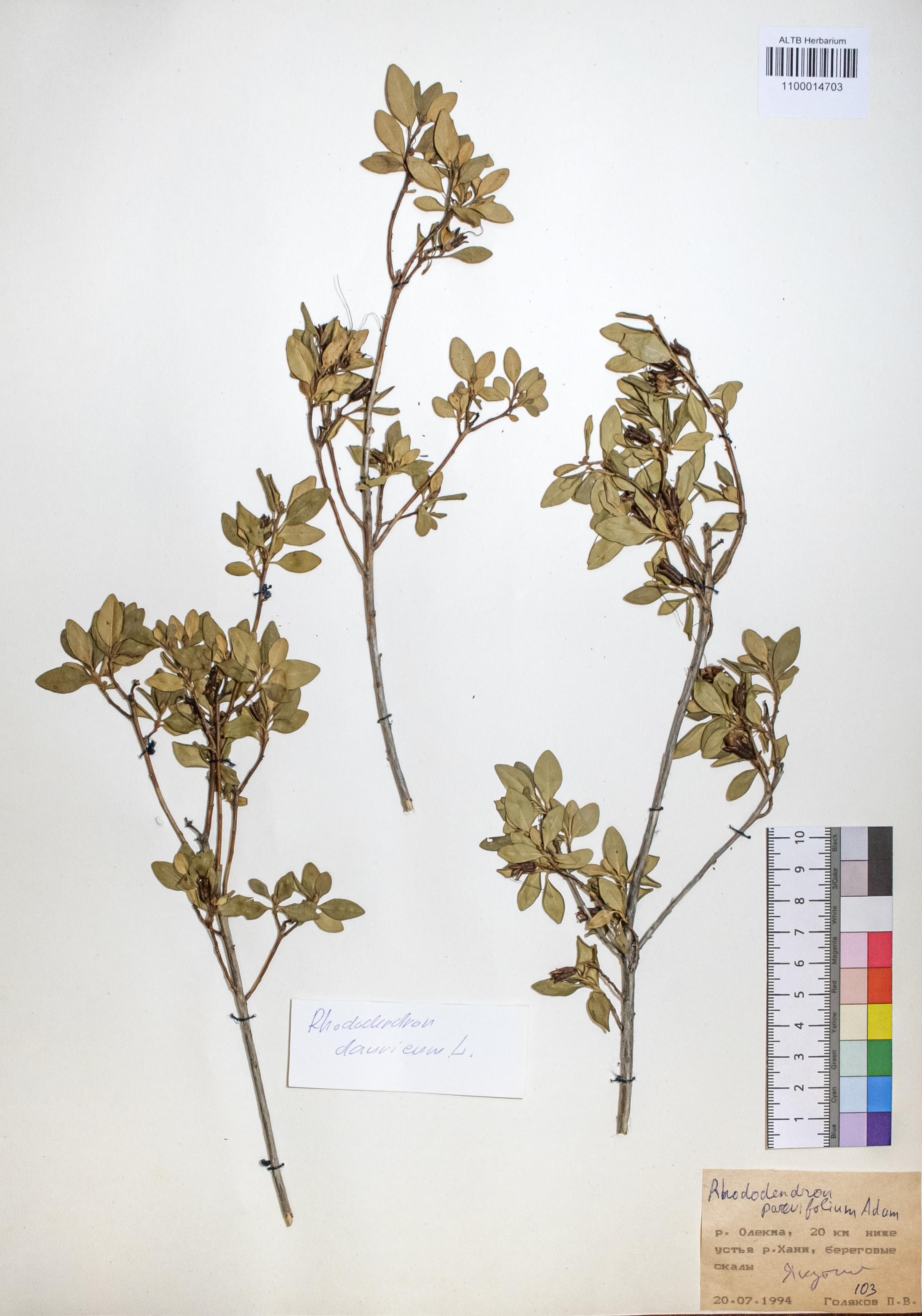 Rhododendron parvifolium Adams.