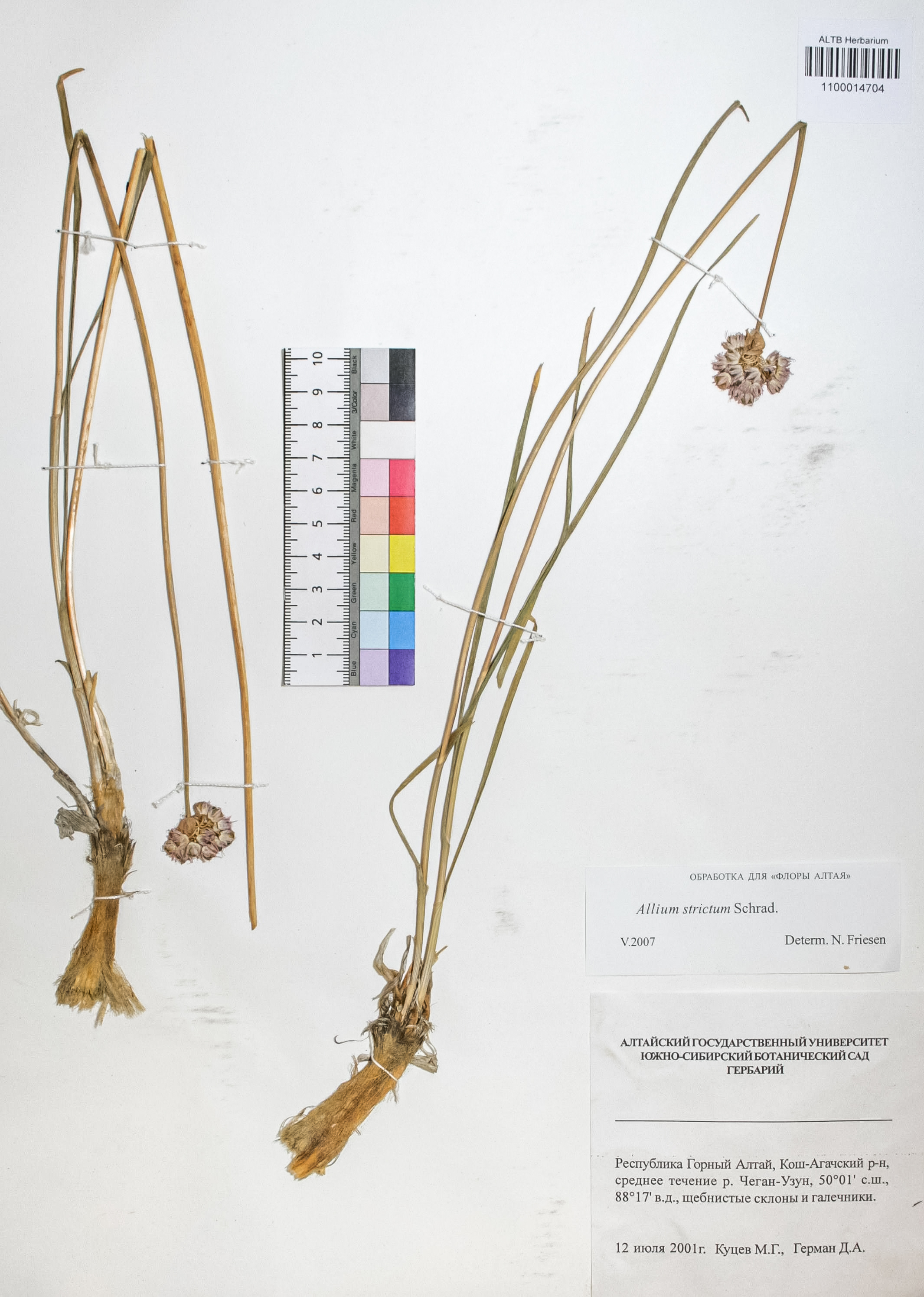 Allium strictum Schrad.