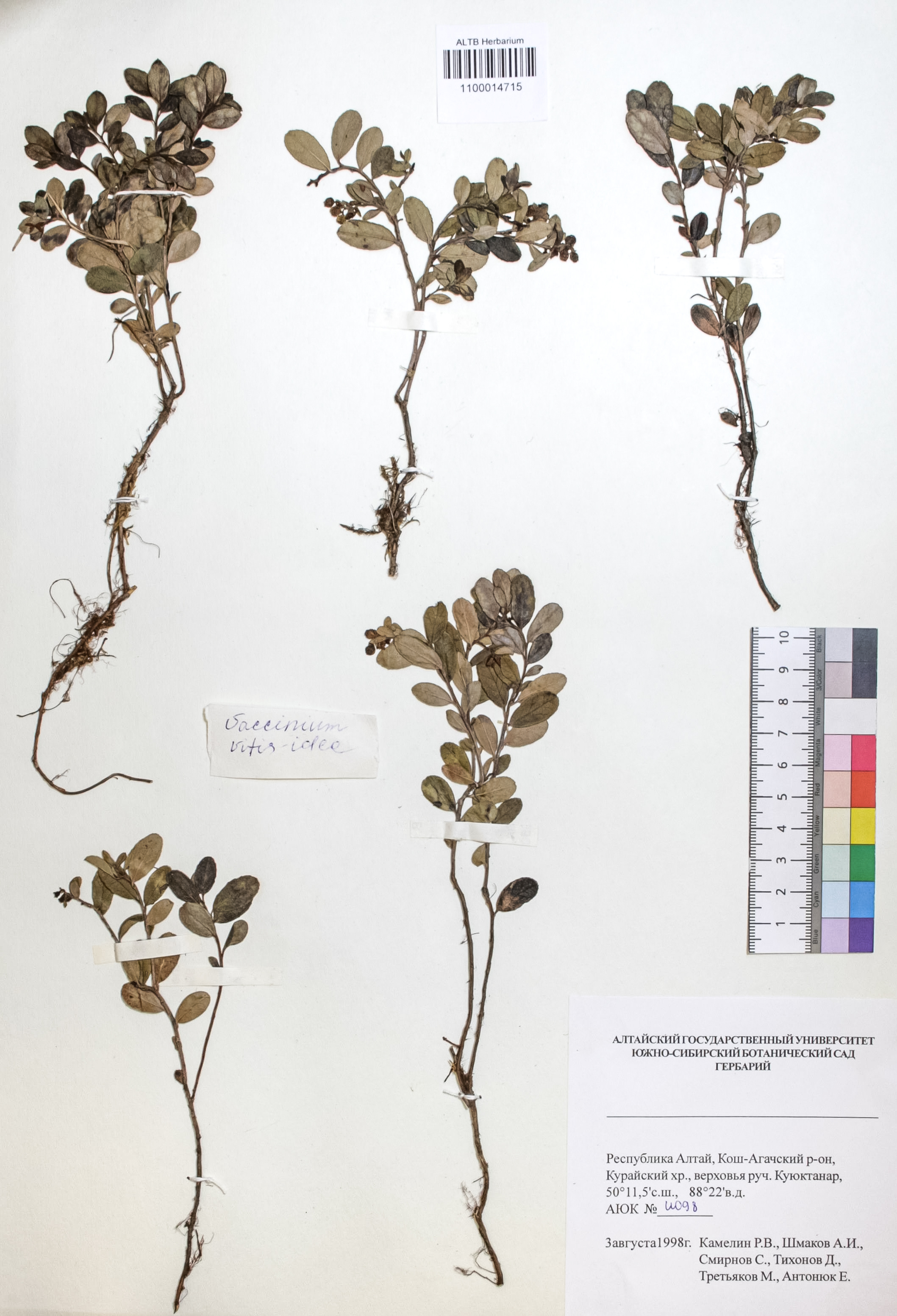 Vaccinium vitis-idaea L.