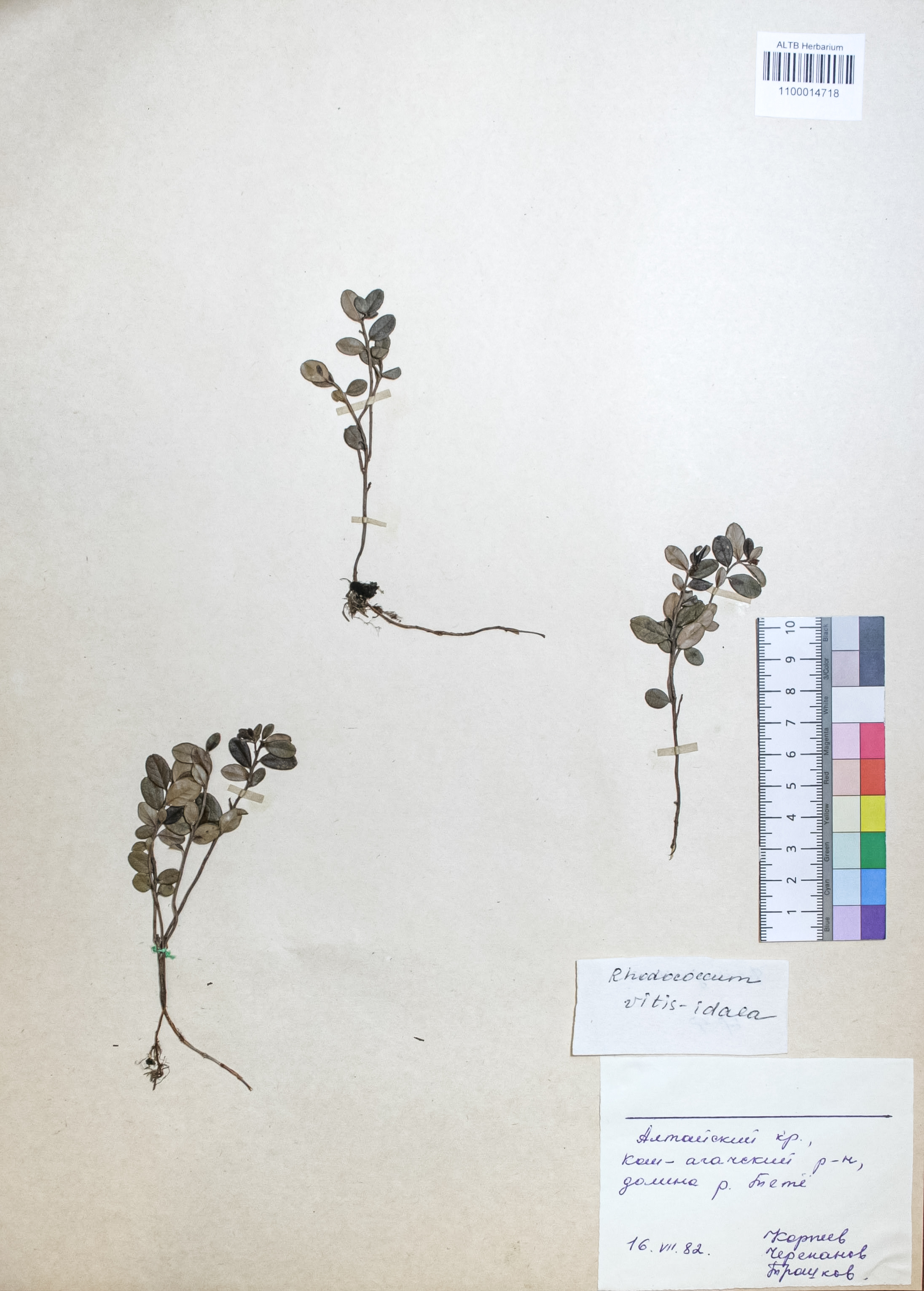 Vaccinium vitis-idaea L.