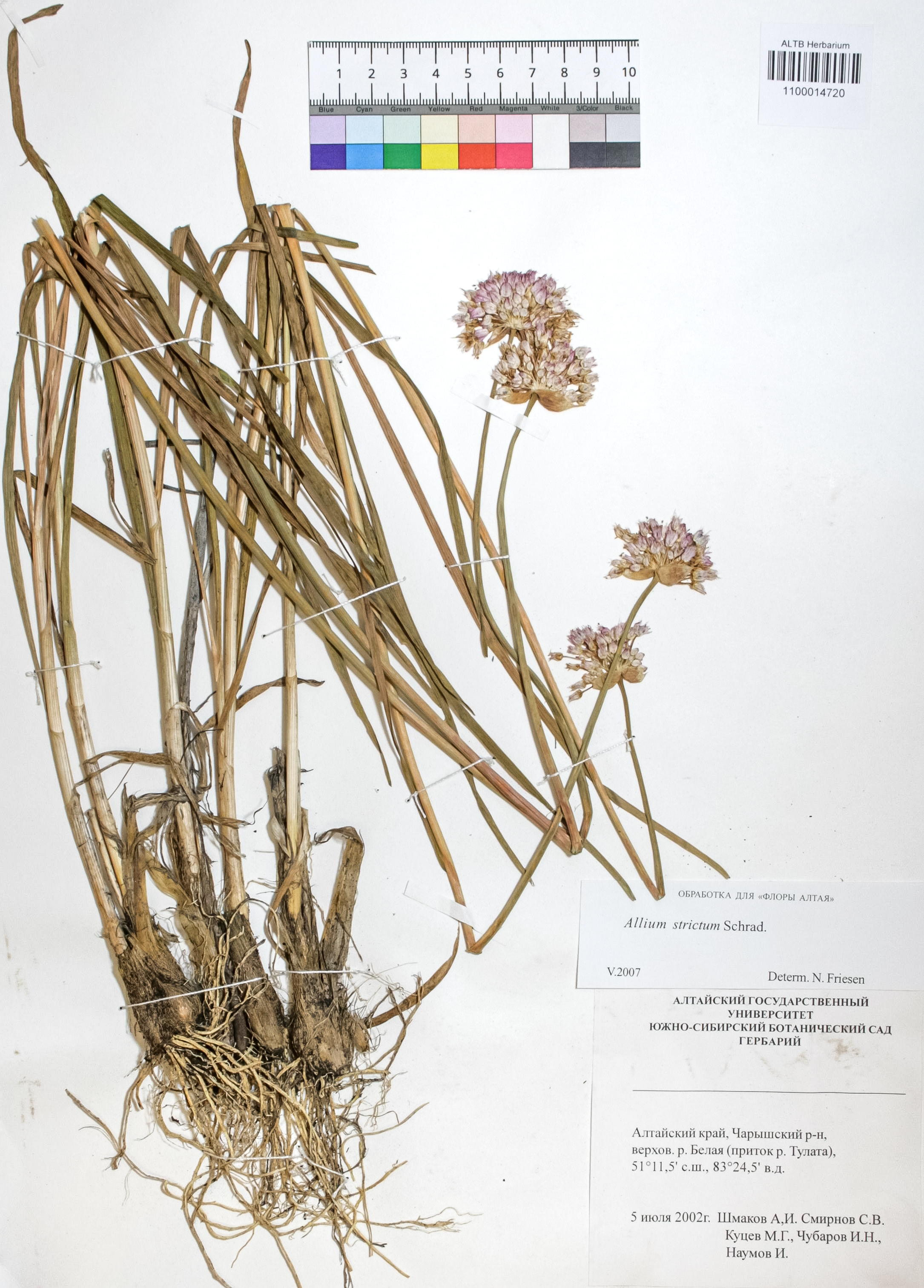 Allium strictum Schrad.