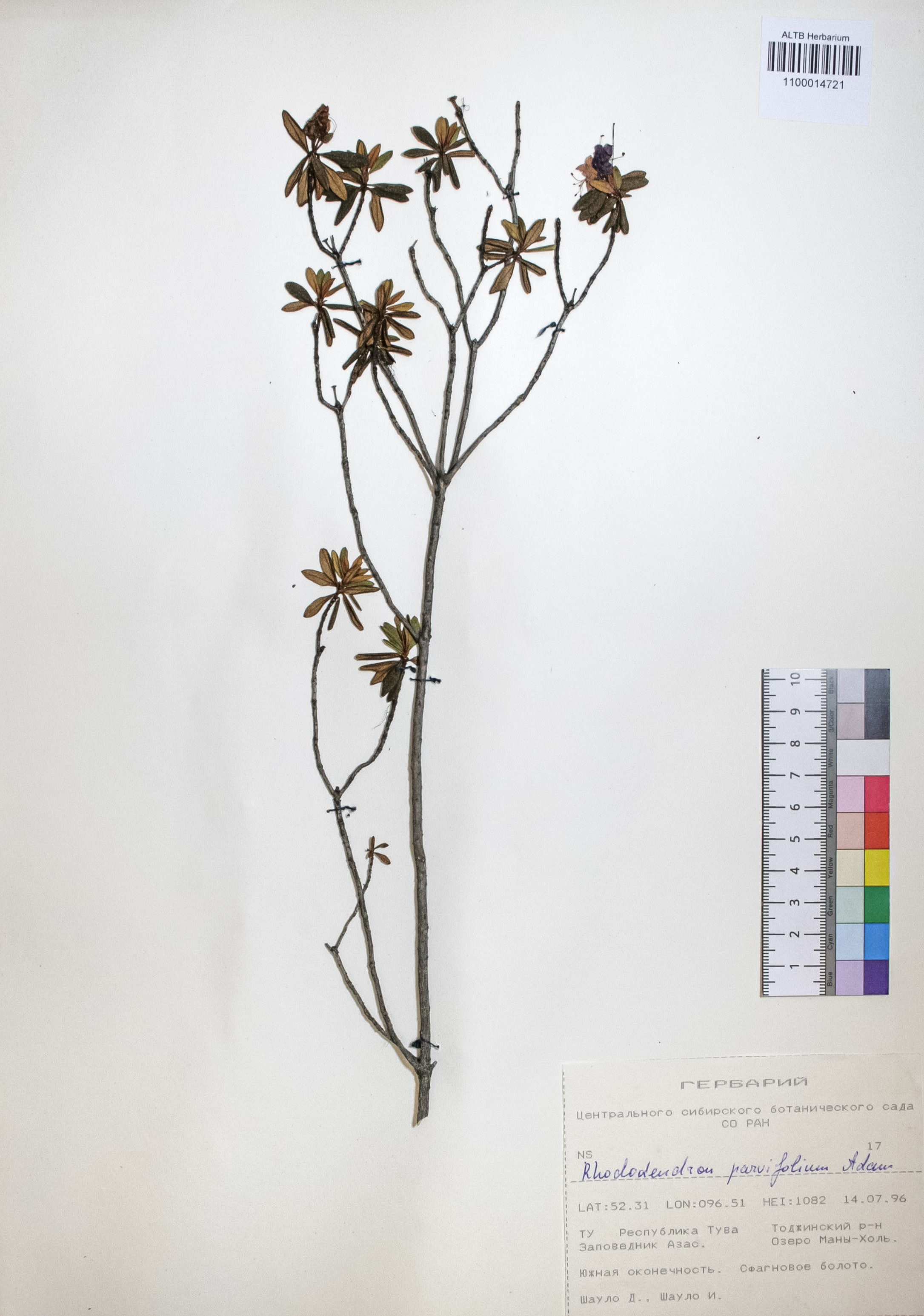 Rhododendron parvifolium Adams.