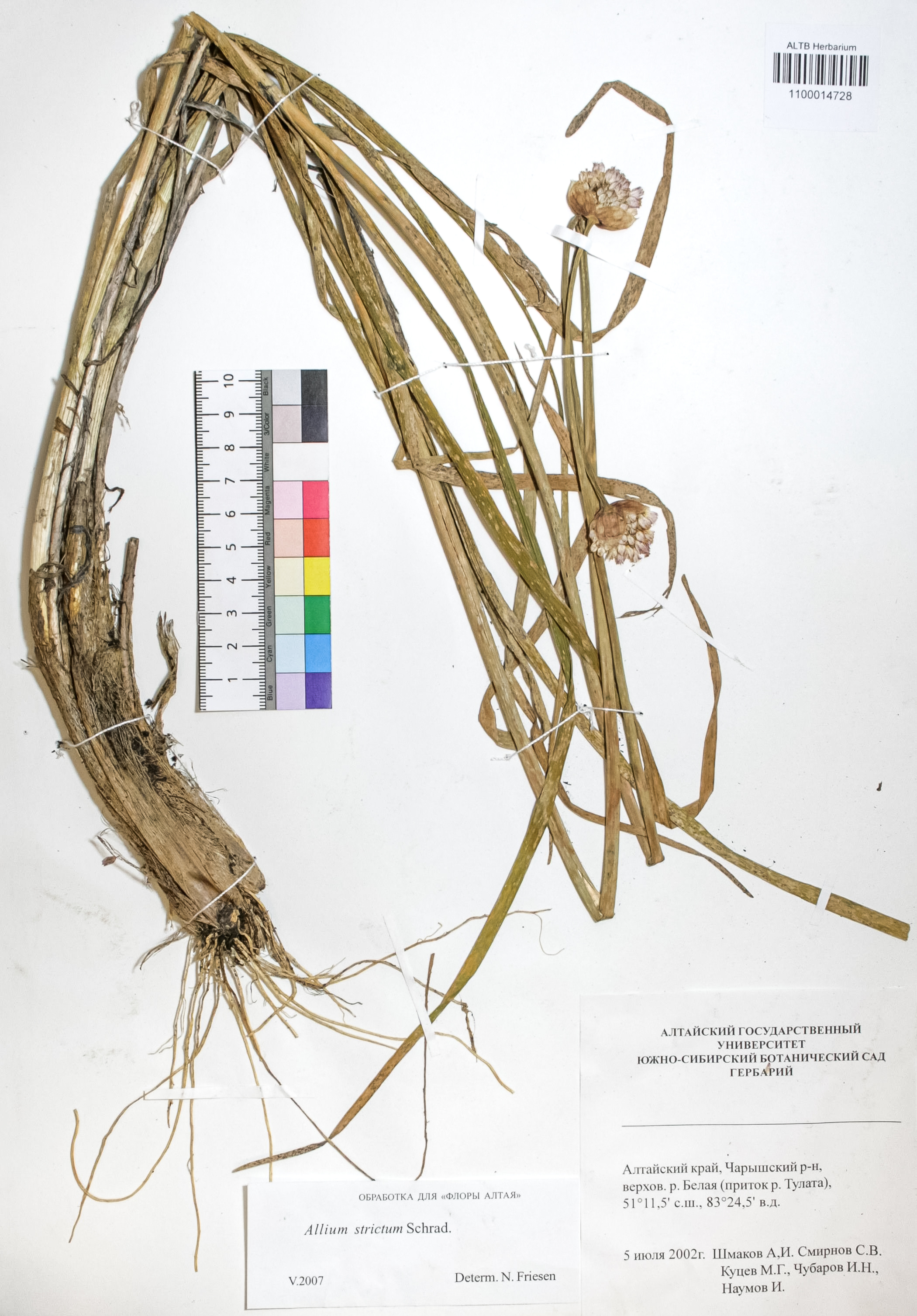 Amaryllidaceae,Allium strictum Schrad.