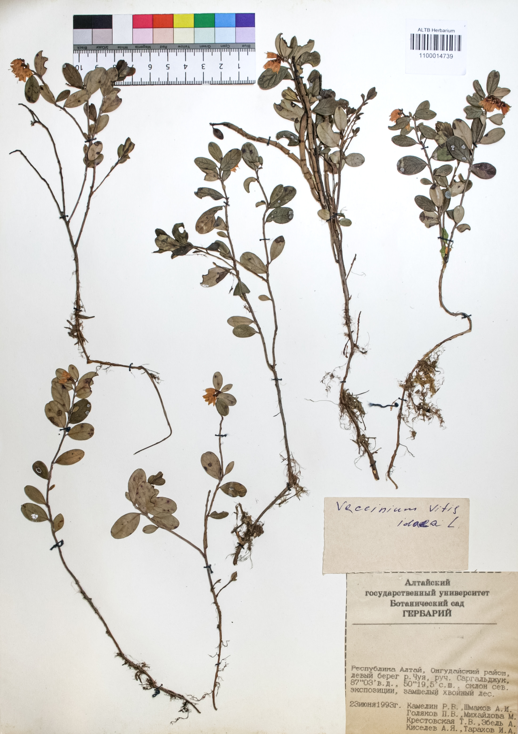 Vaccinium vitis-idaea L.