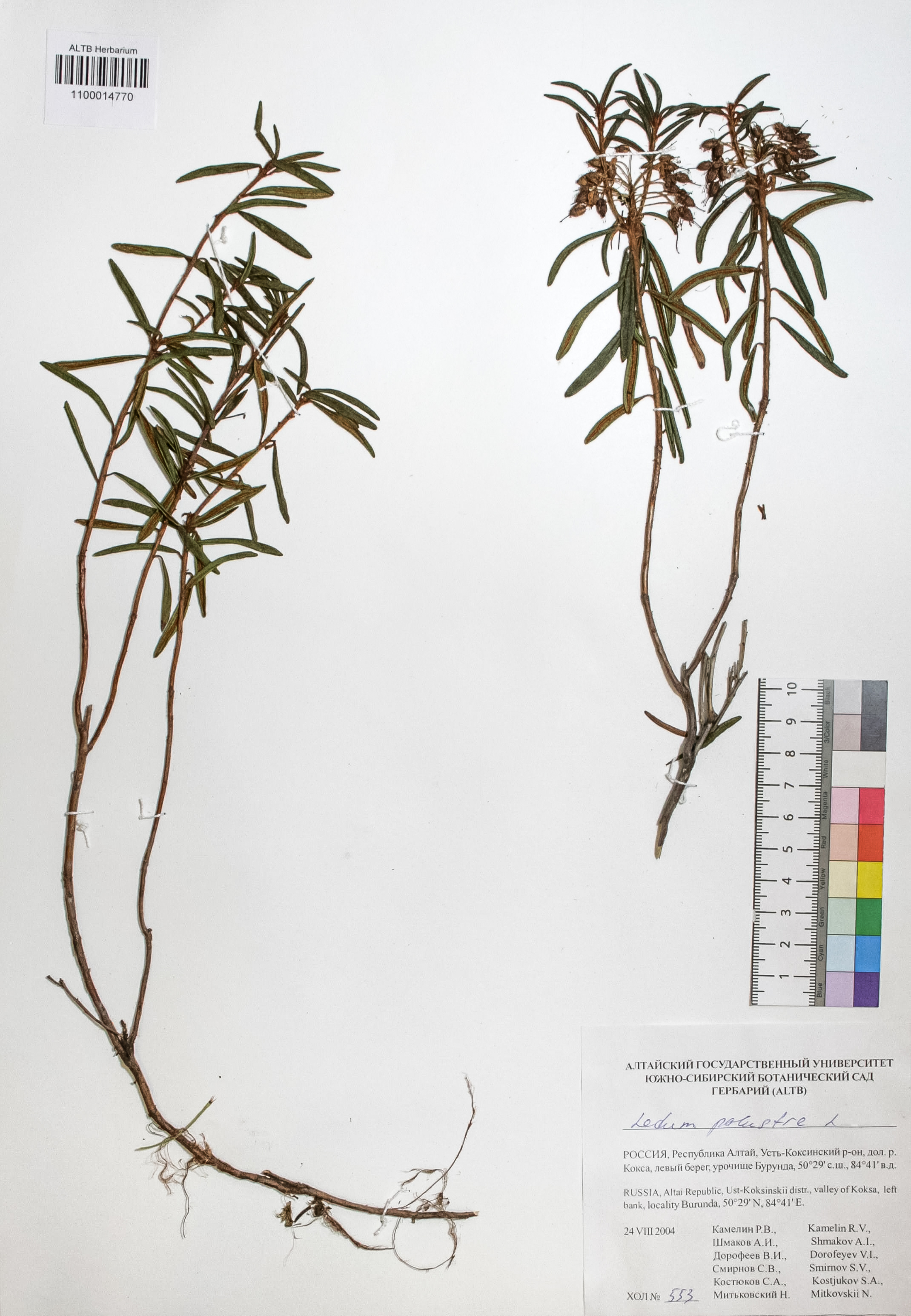Ericaceae,Ledum palustre L.