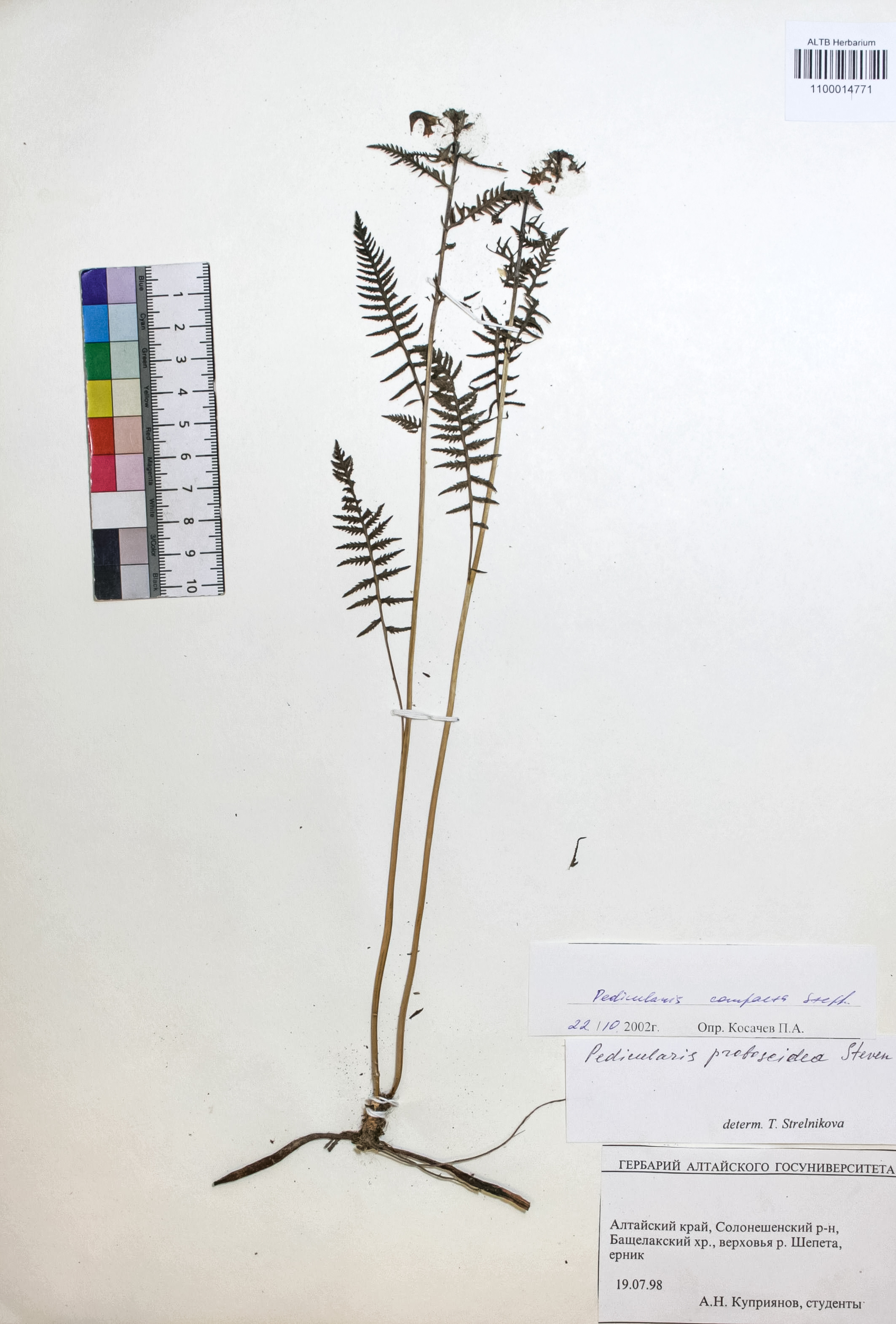 Orobanchaceae,Pedicularis compacta Stephan