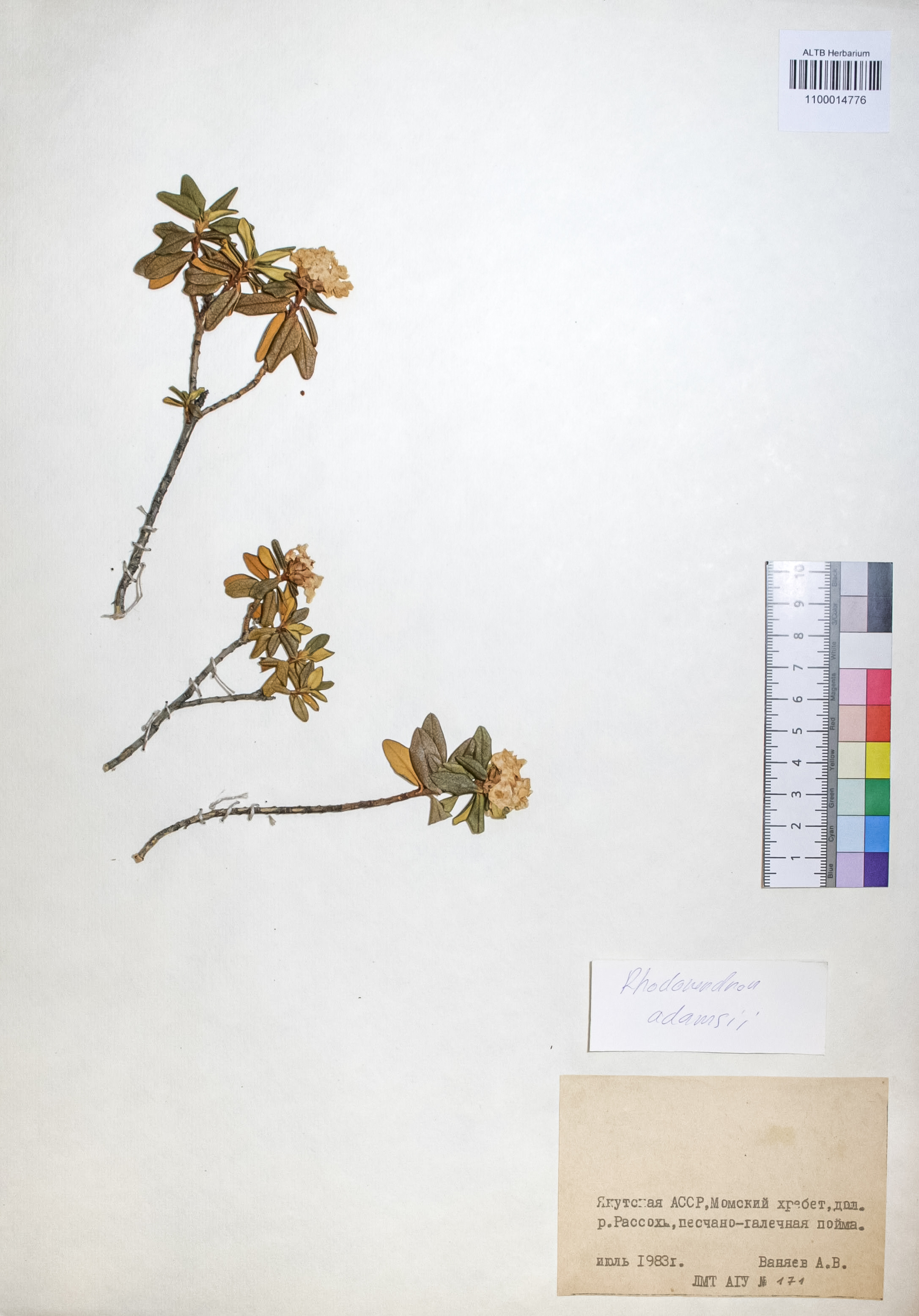 Ericaceae,Rhododendron adamsii Rehder