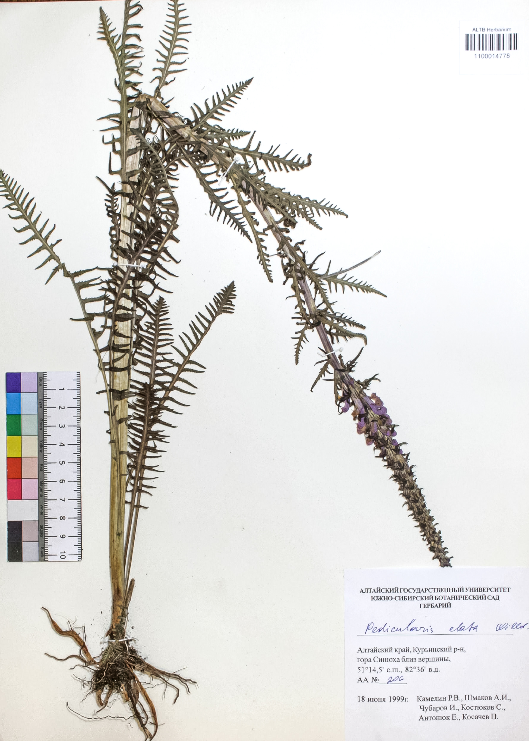 Orobanchaceae,Pedicularis elata Willd