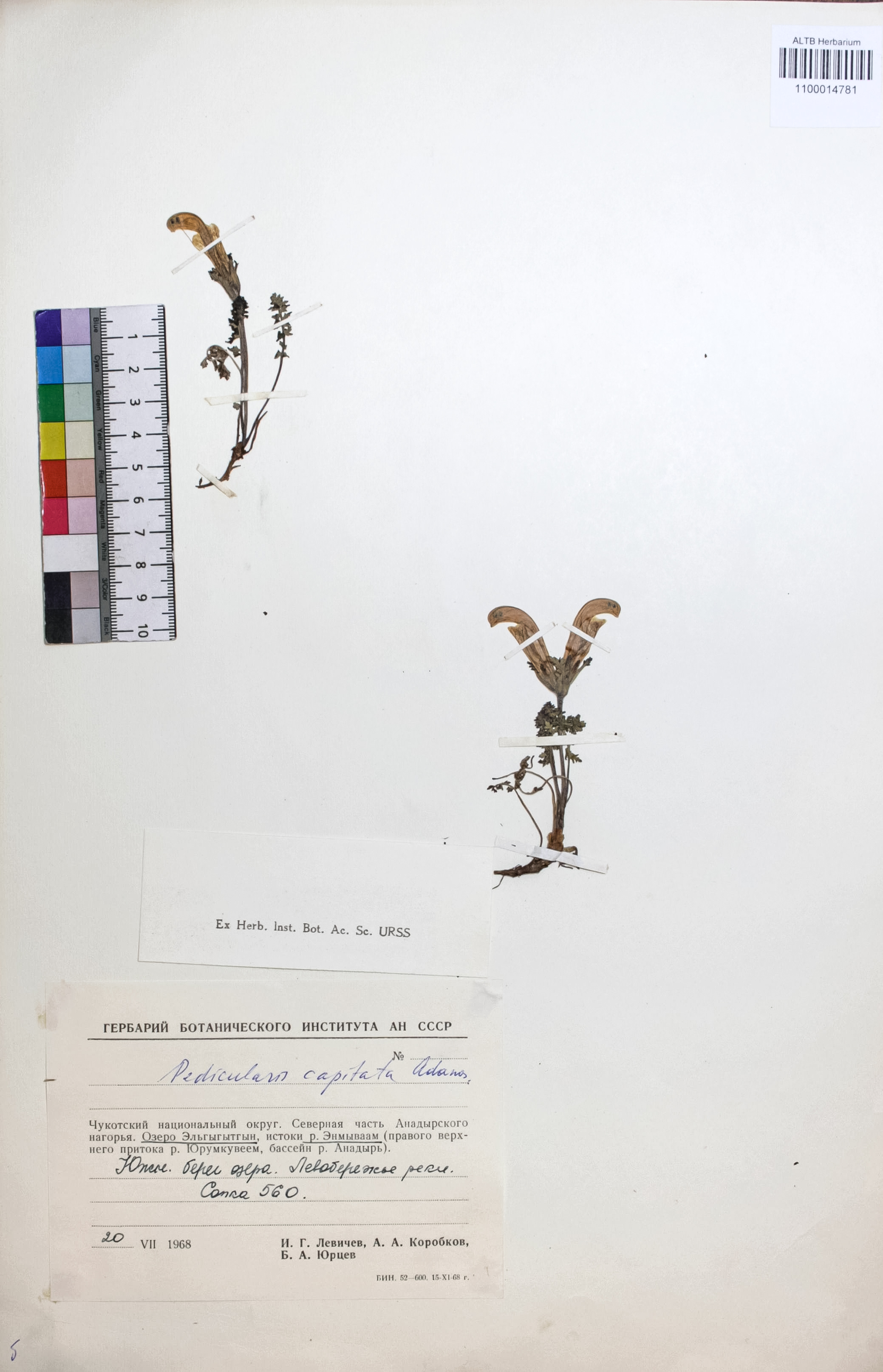 Pedicularis capitata adana