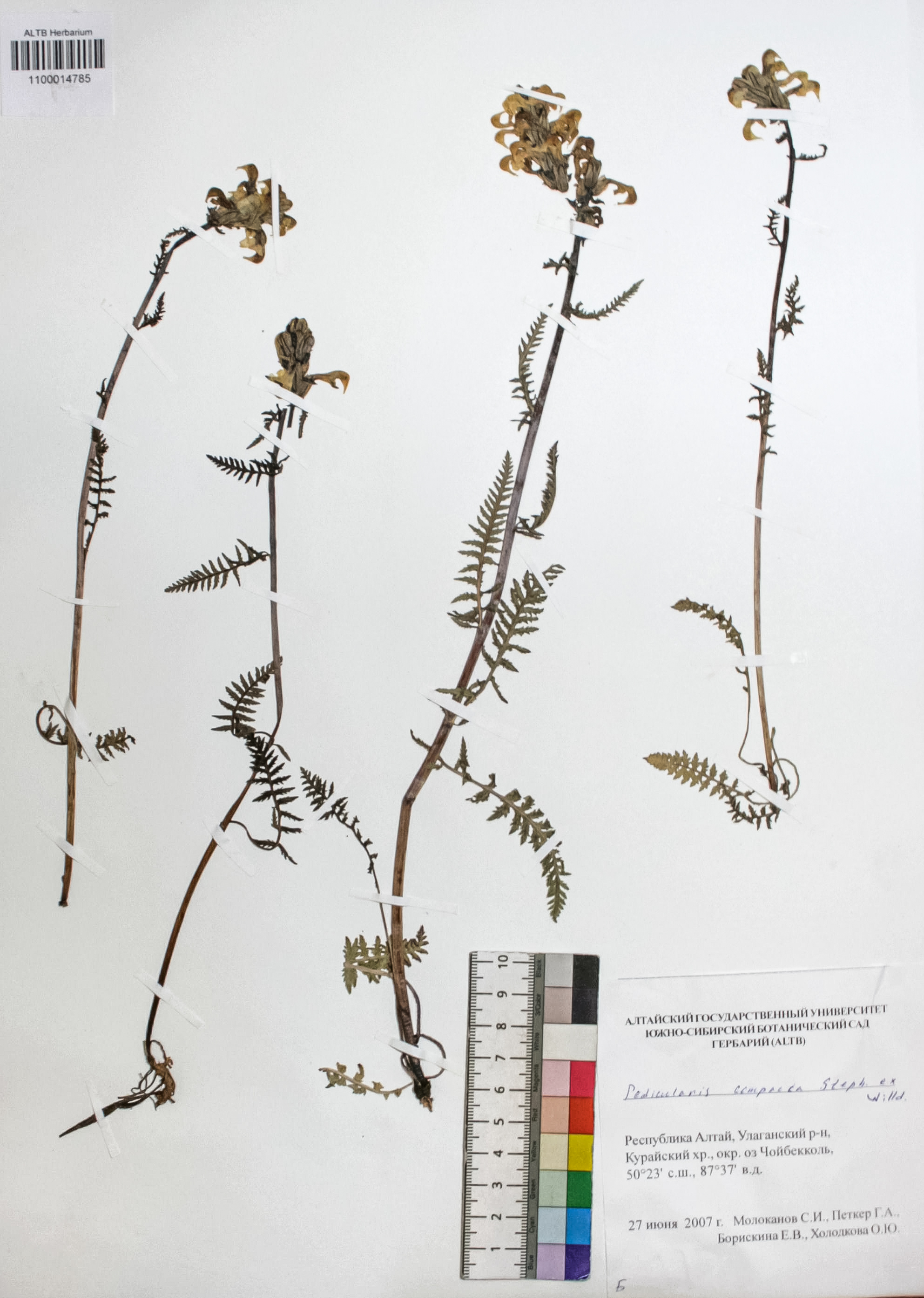 Pedicularis compacta Stephan