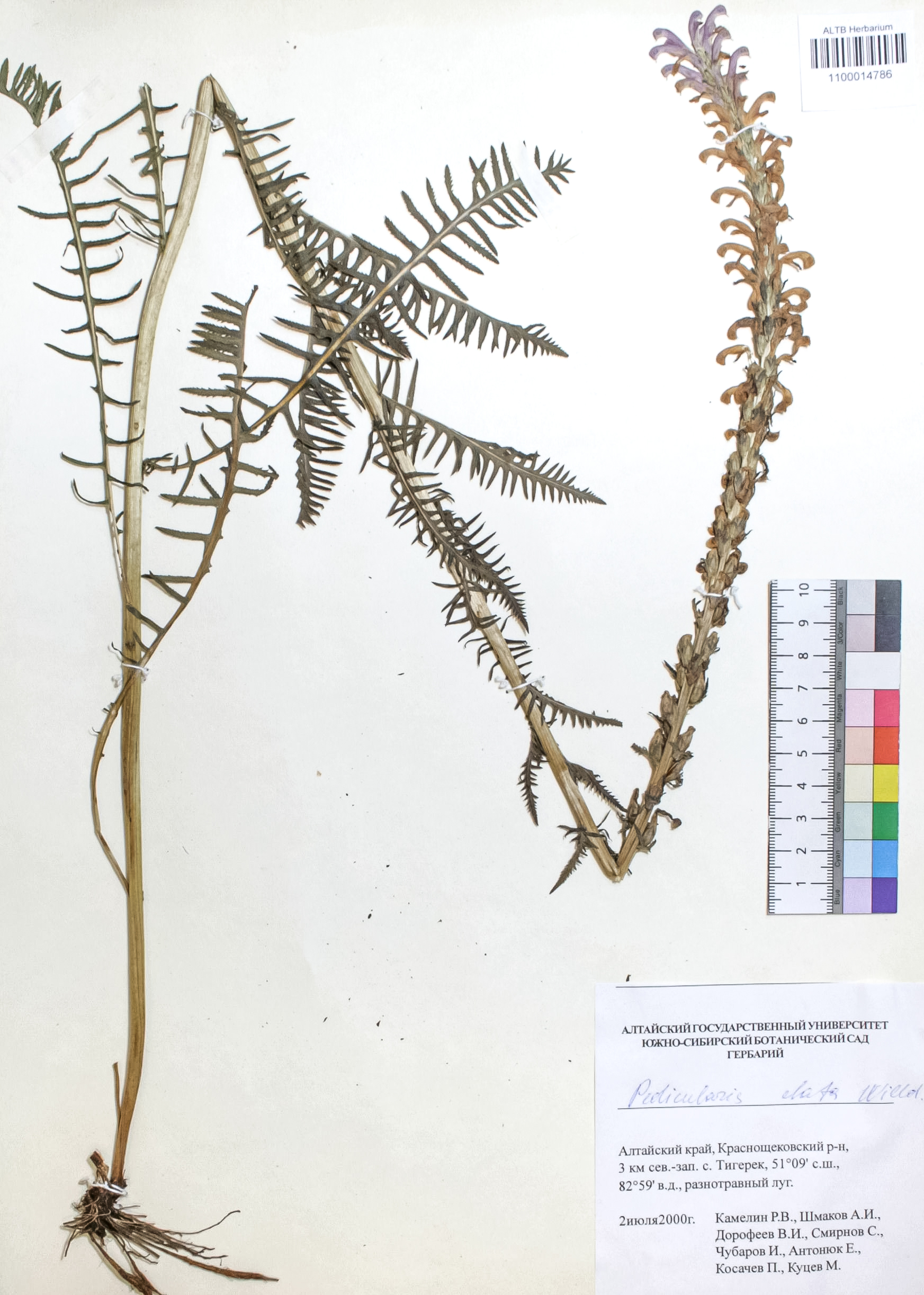 Pedicularis elata Willd