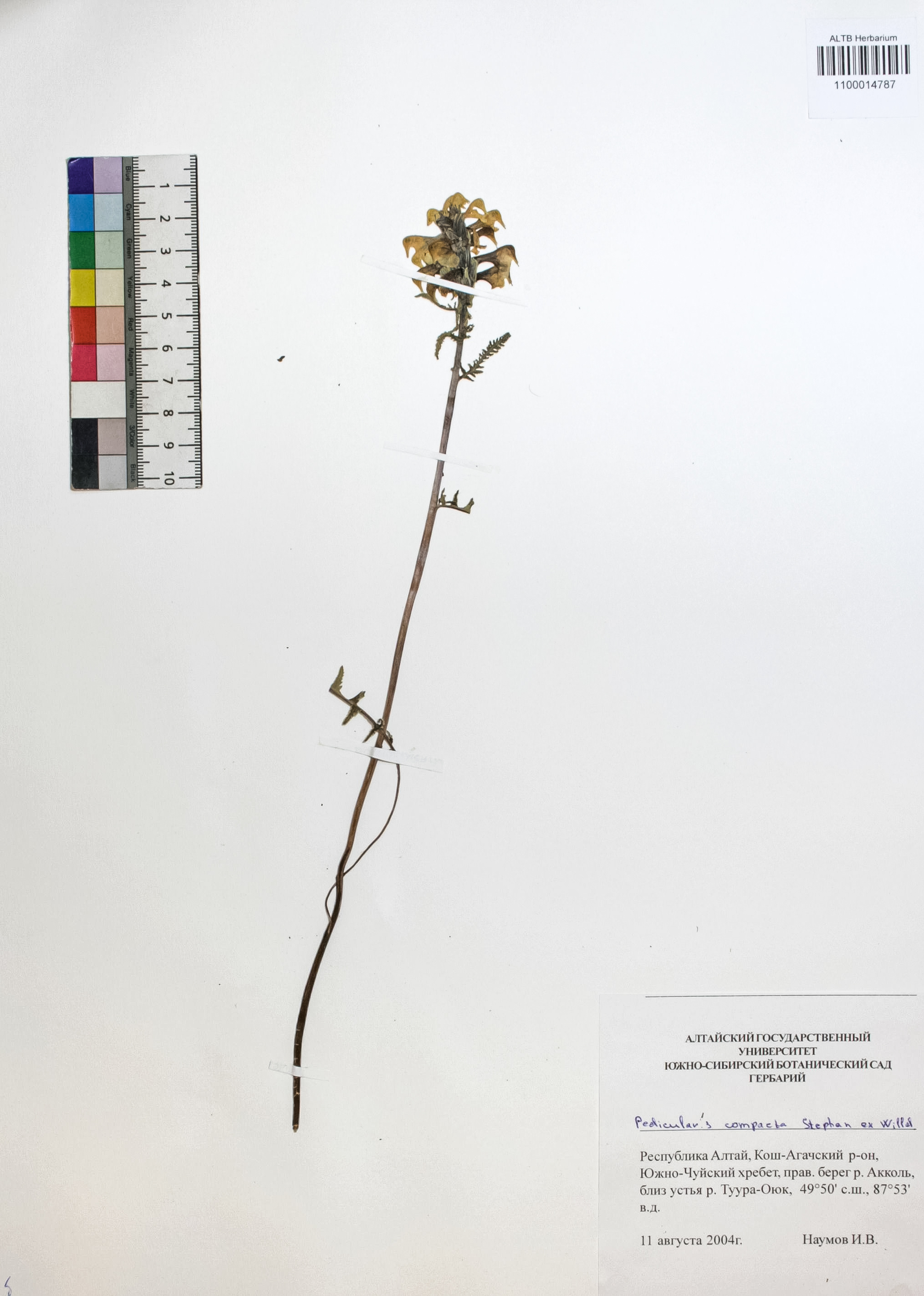 Pedicularis compacta Stephan