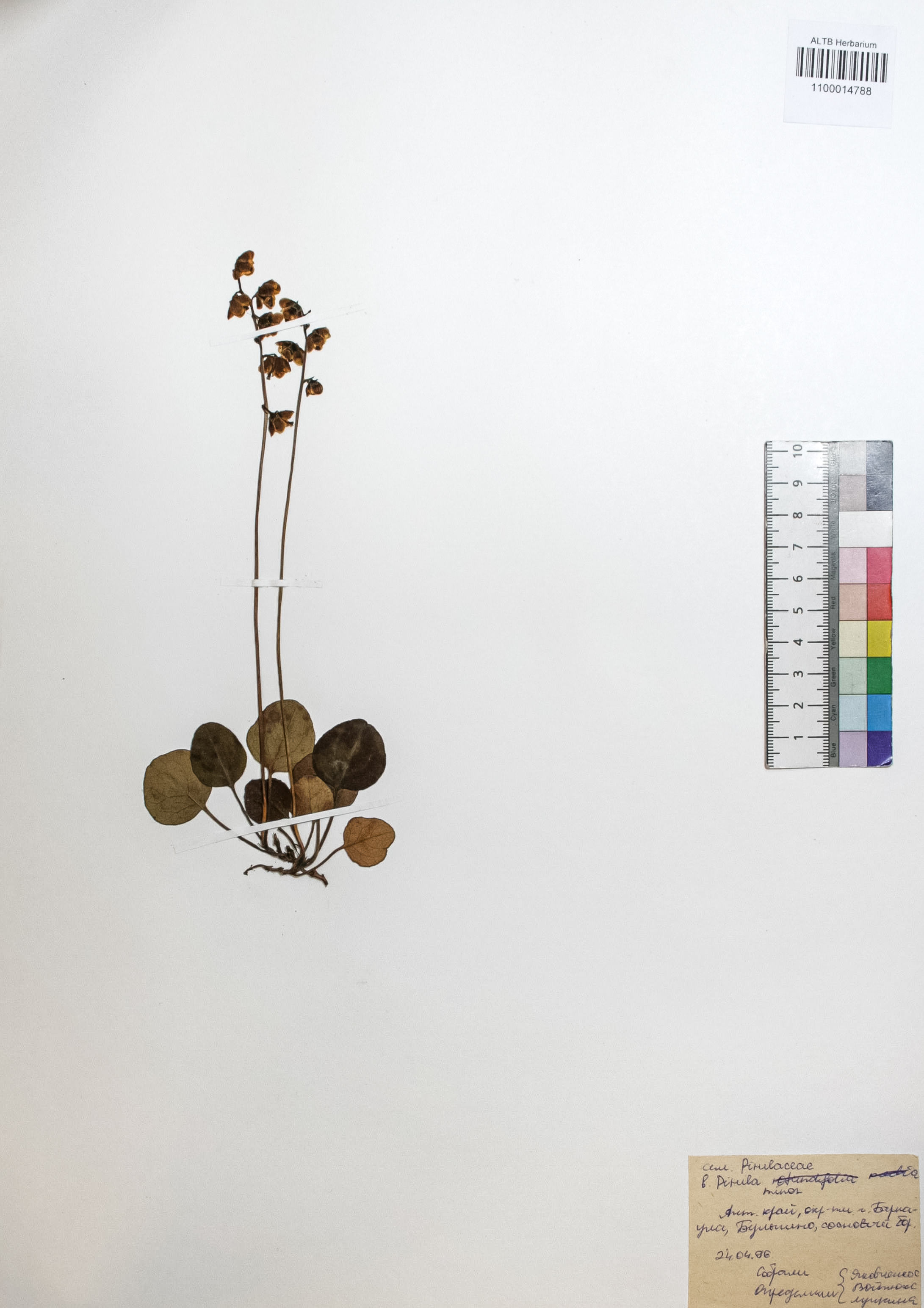 Pyrola minor L.