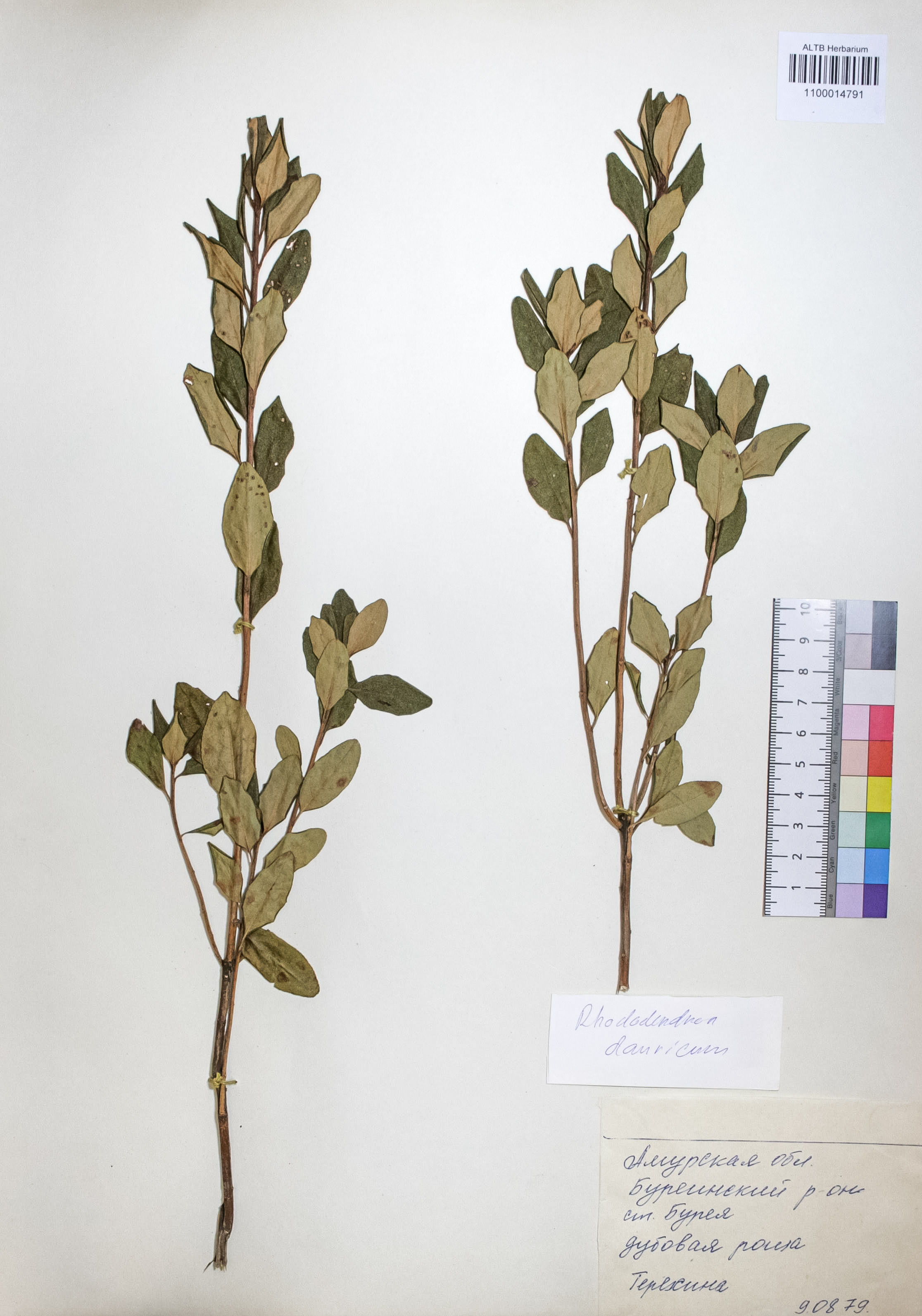 Rhododendron dahuricum L.