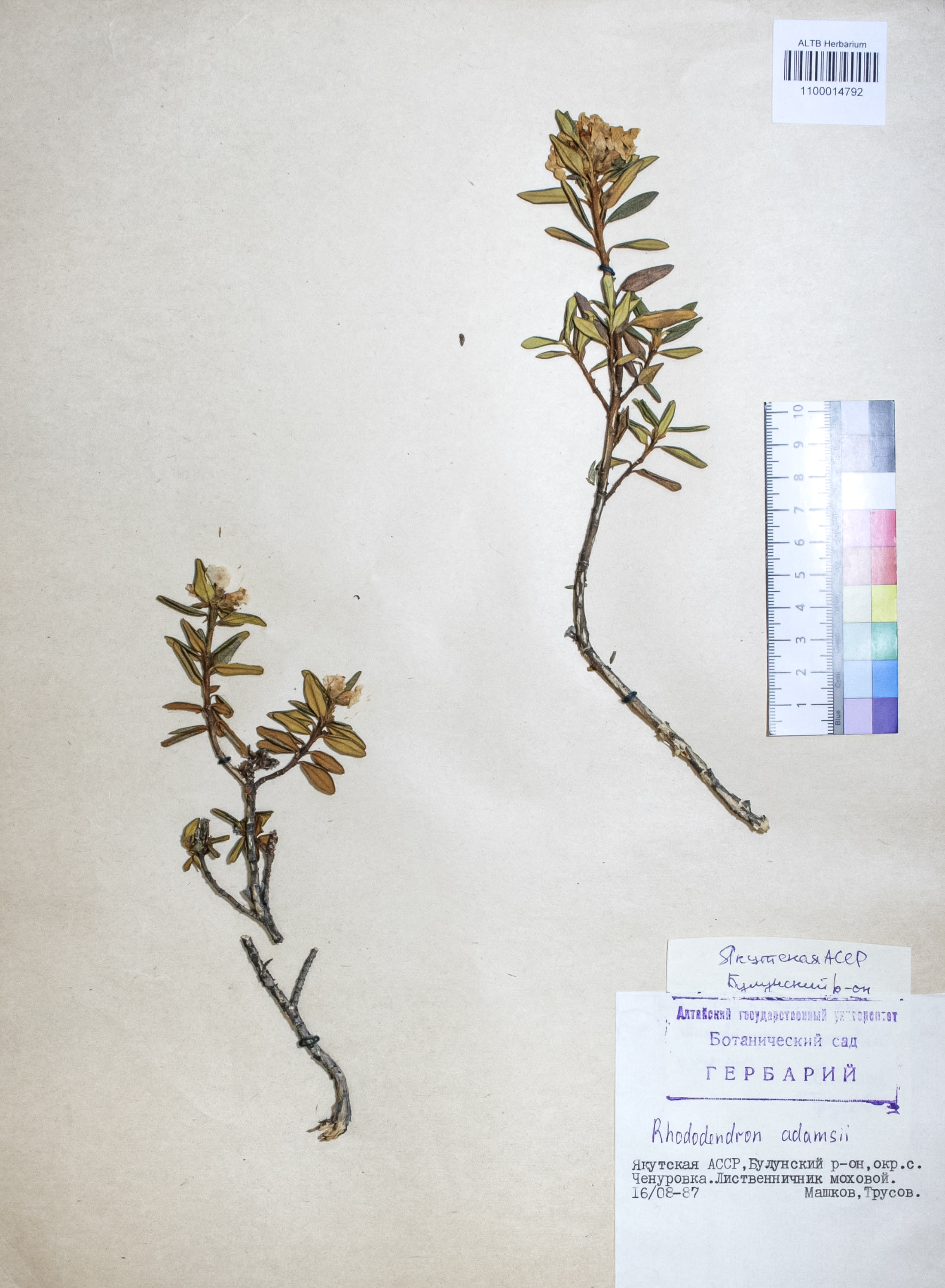 Rhododendron adamsii Rehder