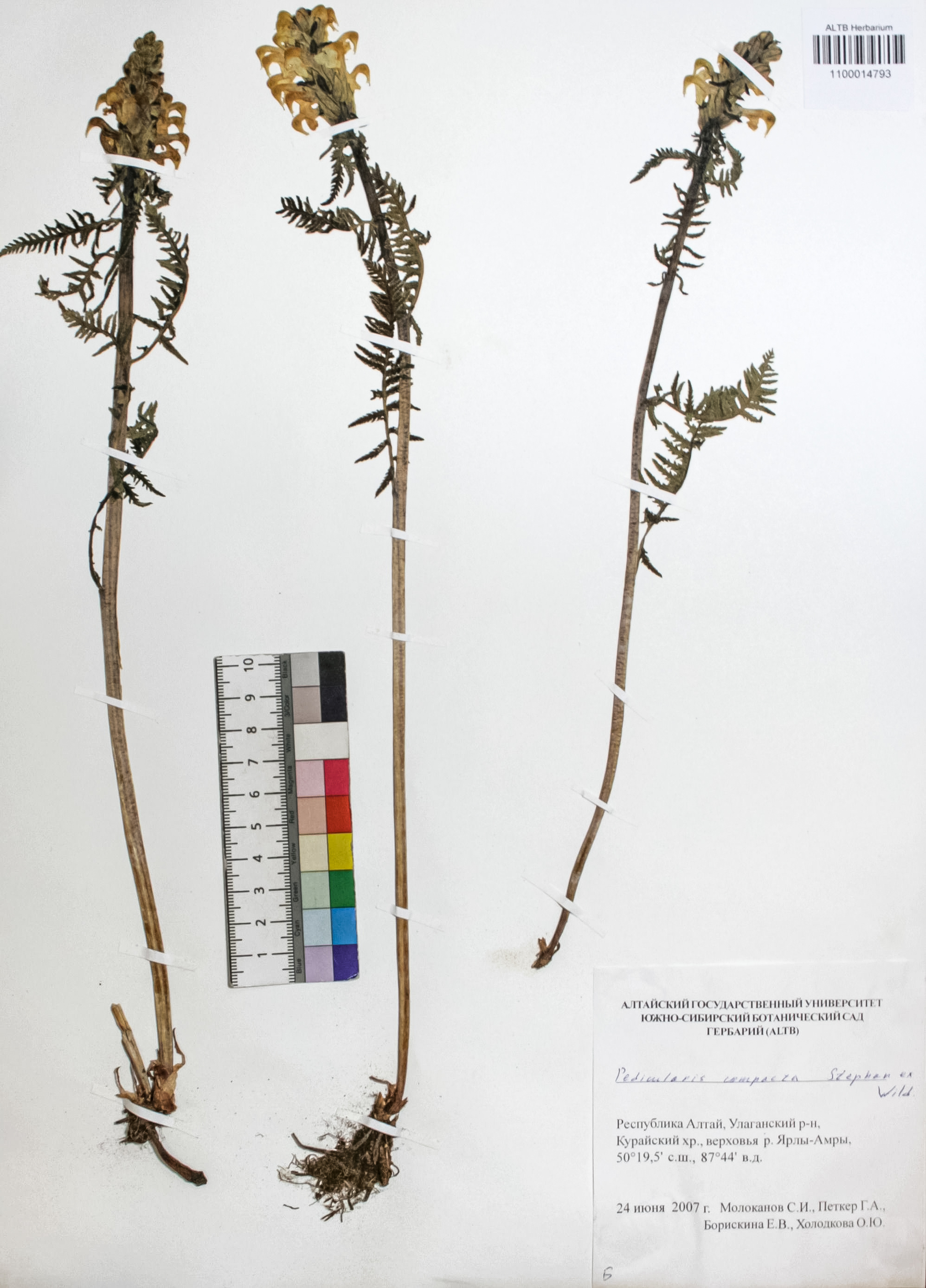 Pedicularis compacta Stephan