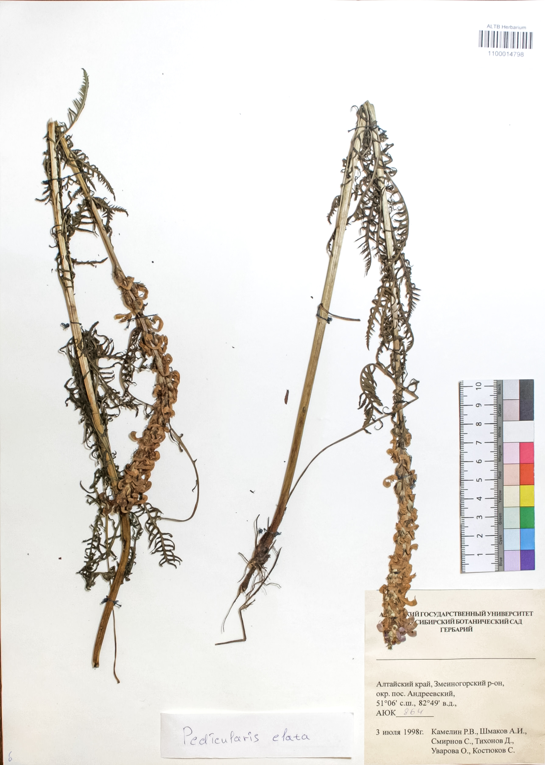 Pedicularis elata Willd